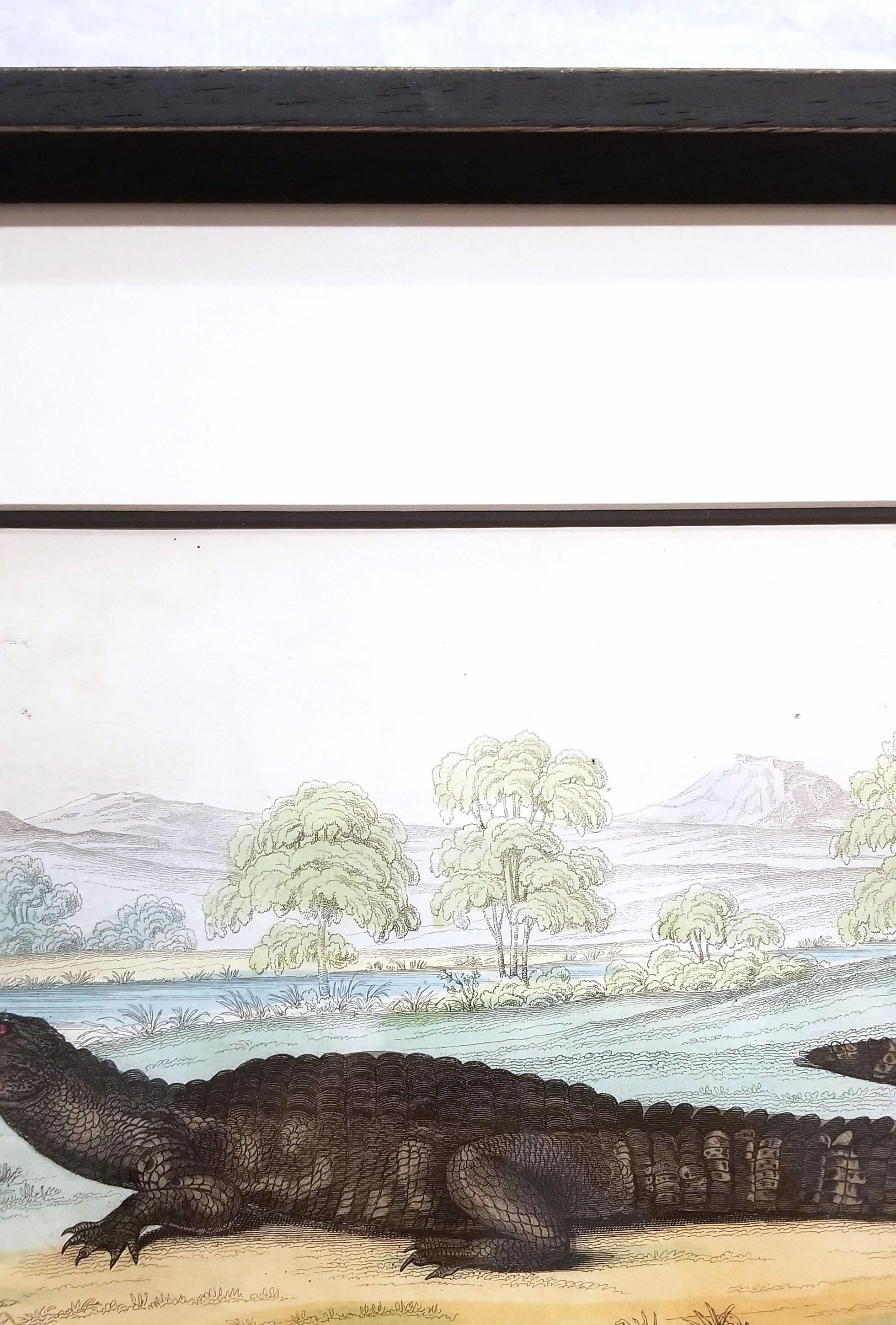 El caimán (En los jardines de la Sociedad Zoológica) /// Arte de la Historia Natural en venta 4