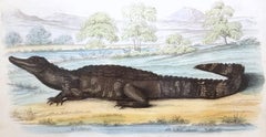 El caimán (En los jardines de la Sociedad Zoológica) /// Arte de la Historia Natural
