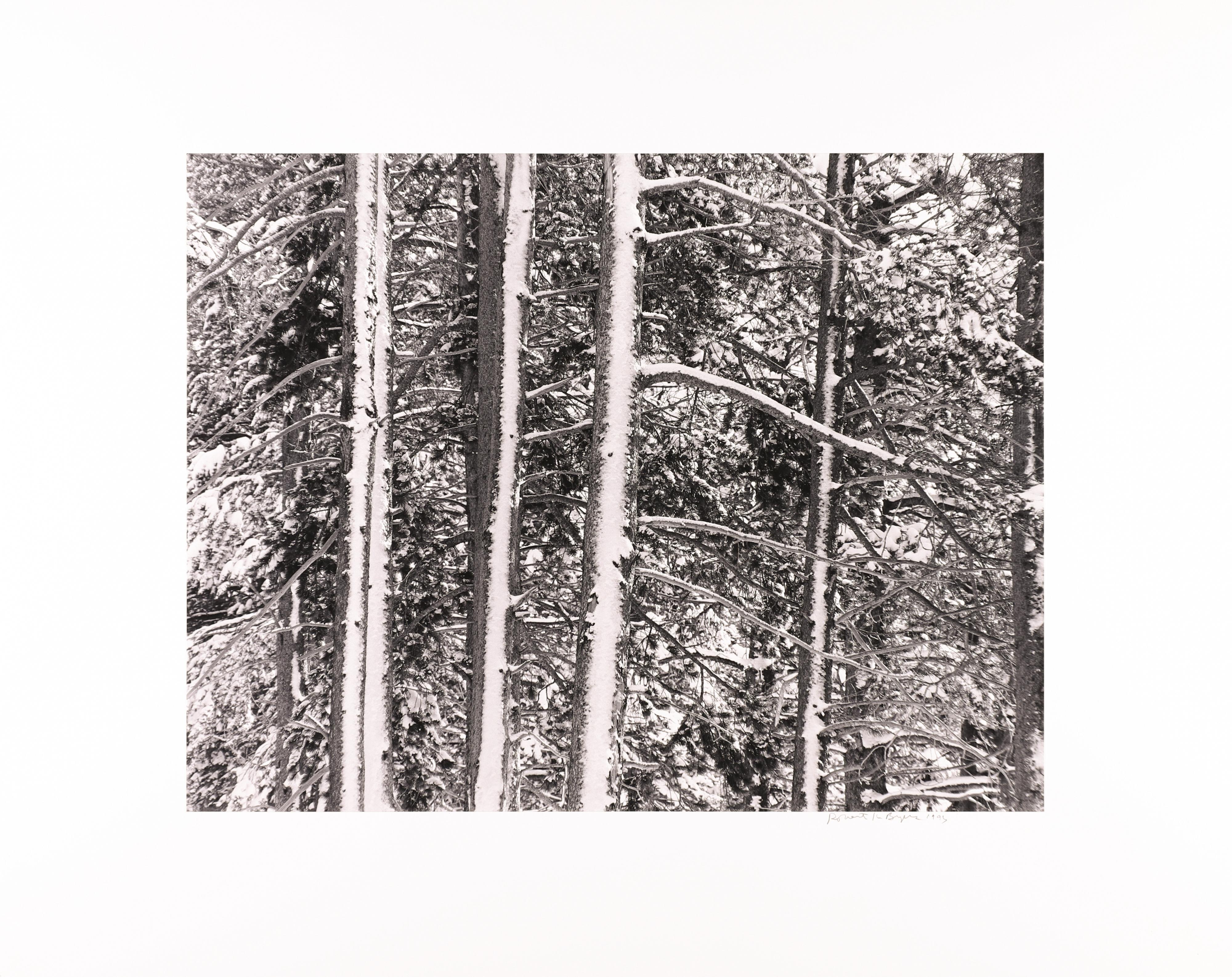 Trees in Snow, Highway 50, Sierras - Photograph by Robert K. Byers