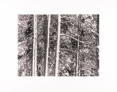 Trees in Snow, Highway 50, Sierras