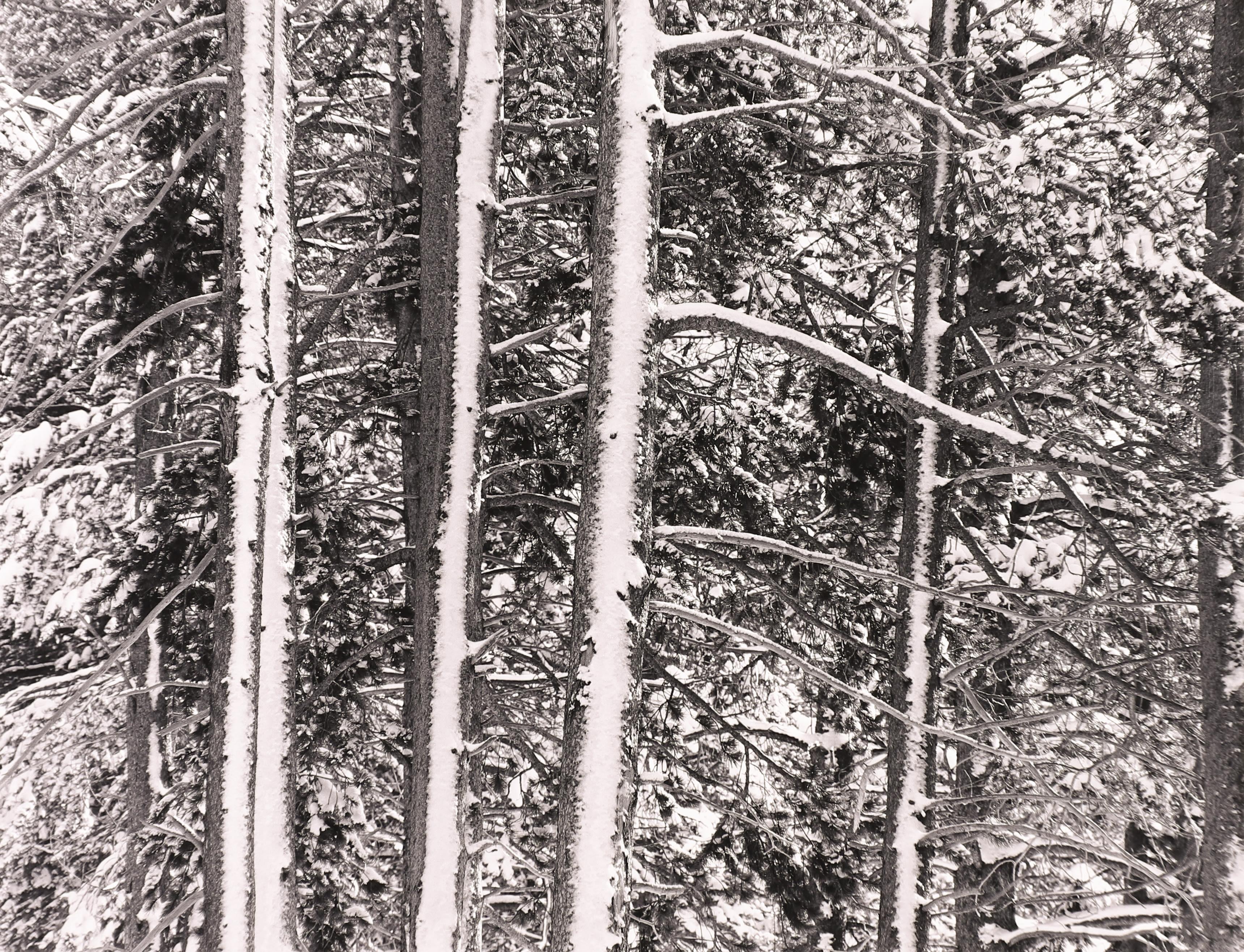 Arbres dans la neige, Highway 50, Sierras