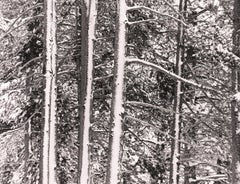 Arbres dans la neige, Highway 50, Sierras