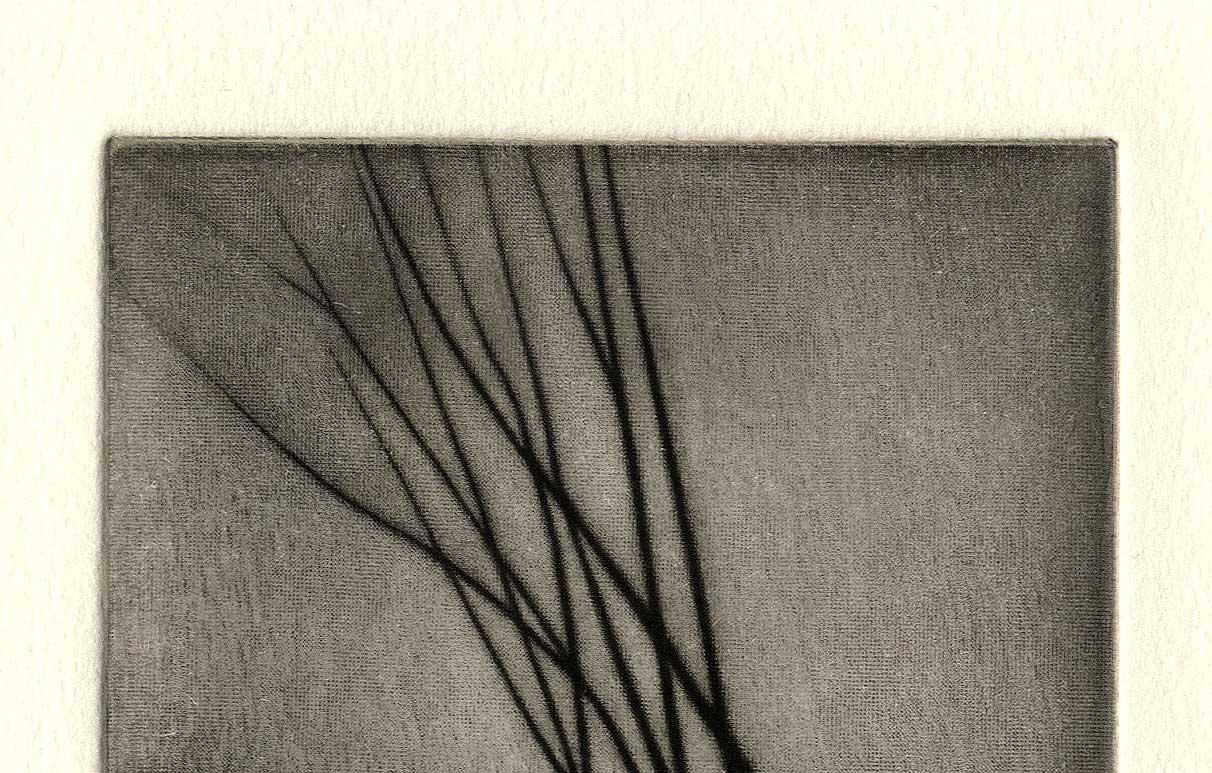 Bare Branches - Print by Robert Kipniss