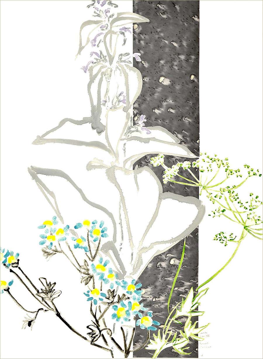 Lambs Ears III