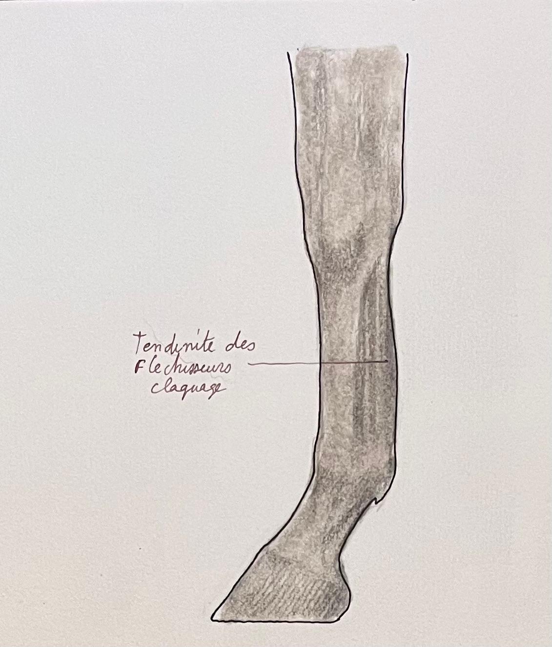 Anatomical Study of Horse Legs - Painting by Robert Ladou