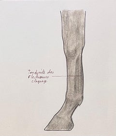 Studio anatomico delle zampe di cavallo