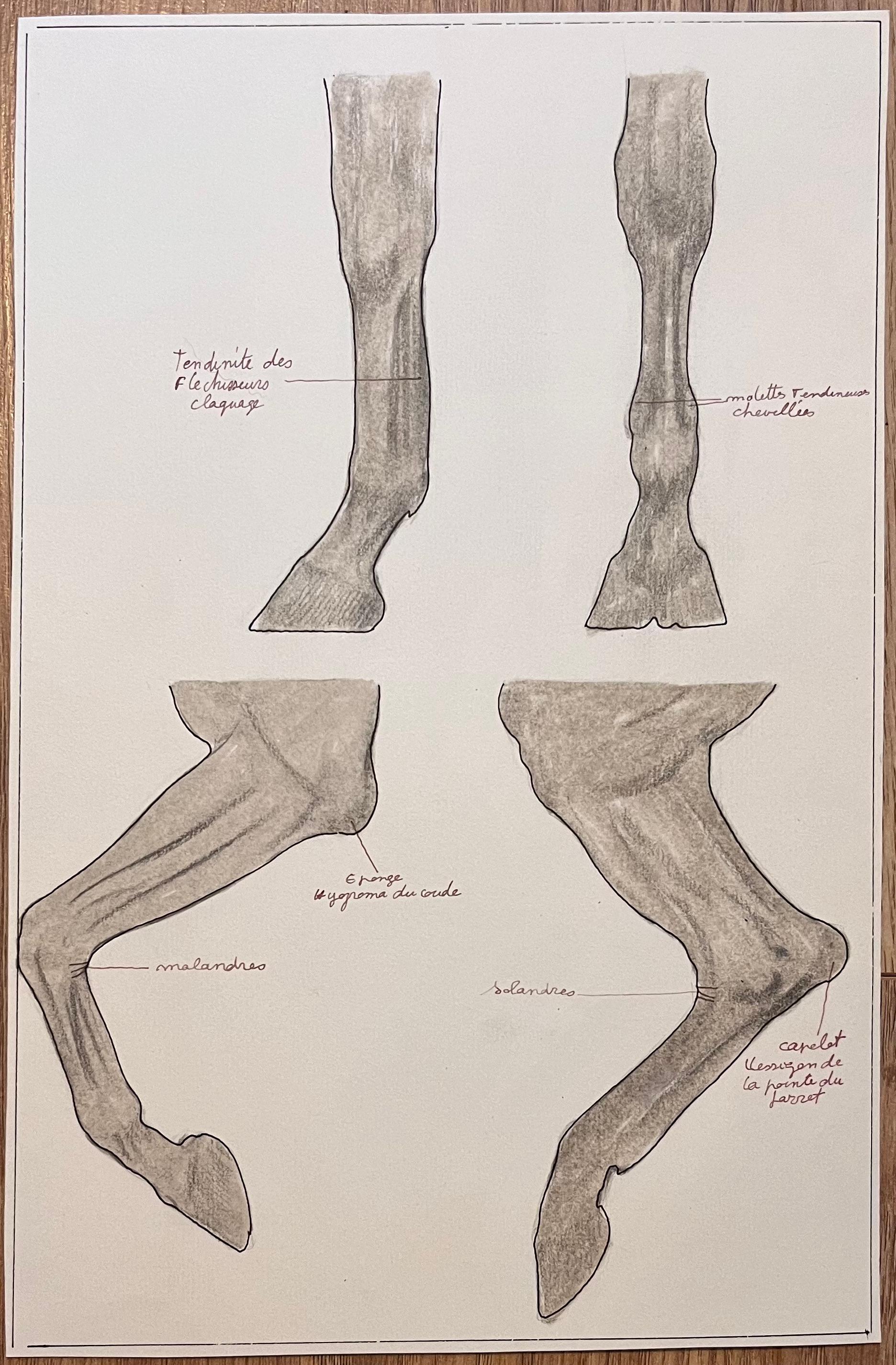 Anatomical Study of Horse Legs - Academic Painting by Robert Ladou