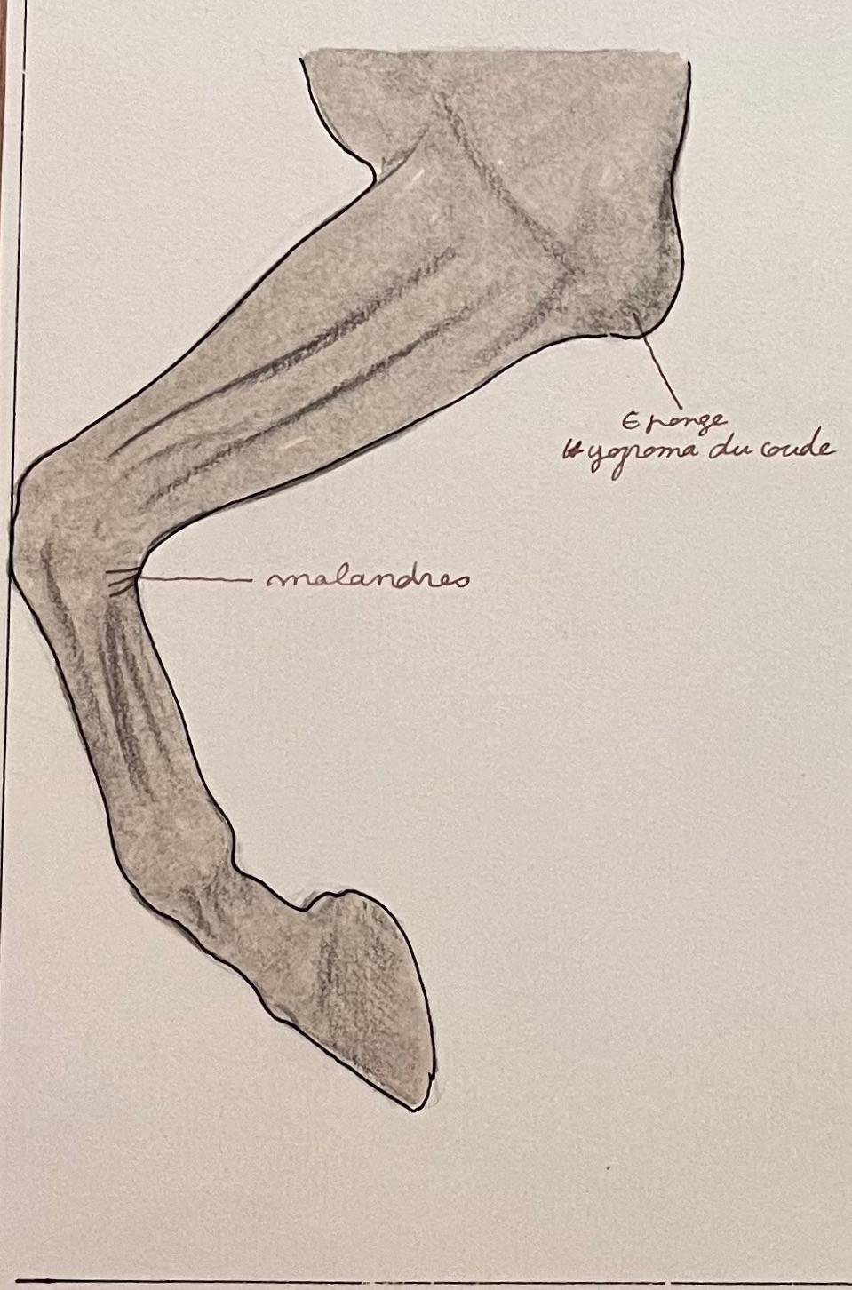 Title: Anatomical Study of Horse Legs

Artist: Robert Ladou (French, 1929-2014)
Medium: Coloured Pencil and pen on paper
Size: 20 (Height) x 13.75 (Width)
Signed: No
Condition: Good

Description:
This detailed anatomical study by Robert Ladou