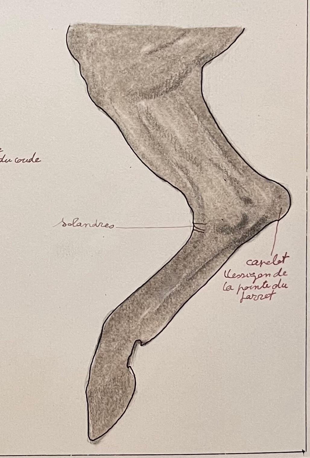 Anatomical Study of Horse Legs For Sale 1