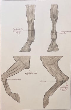 Estudio anatómico de las patas del caballo