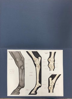 Anatomy Drawing of a Horse - Original French Artwork Equestrian Anatomy Study