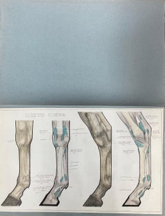 Anatomy Drawing of a Horse - Original French Artwork Equestrian Anatomy Study