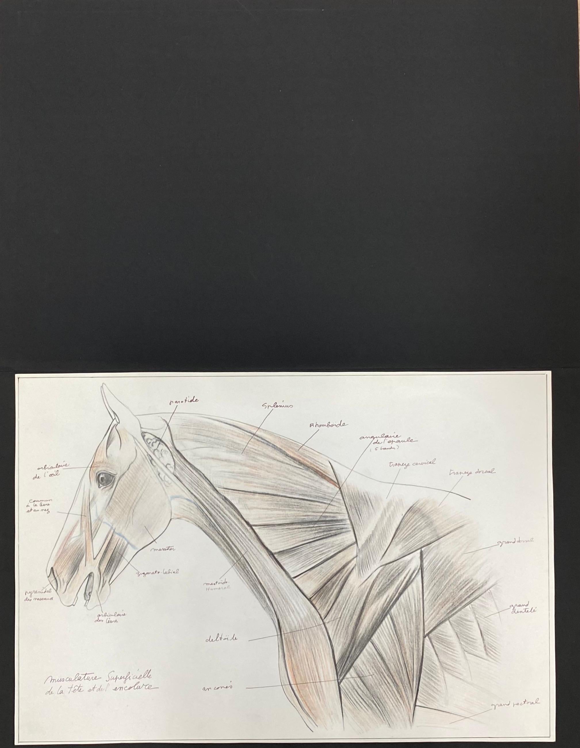 horse anatomy drawing