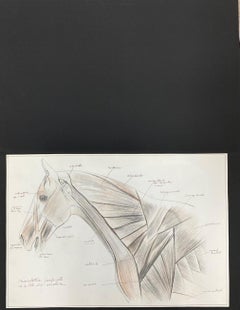 Anatomy Drawing of a Horse - Original French Artwork Equestrian Anatomy Study