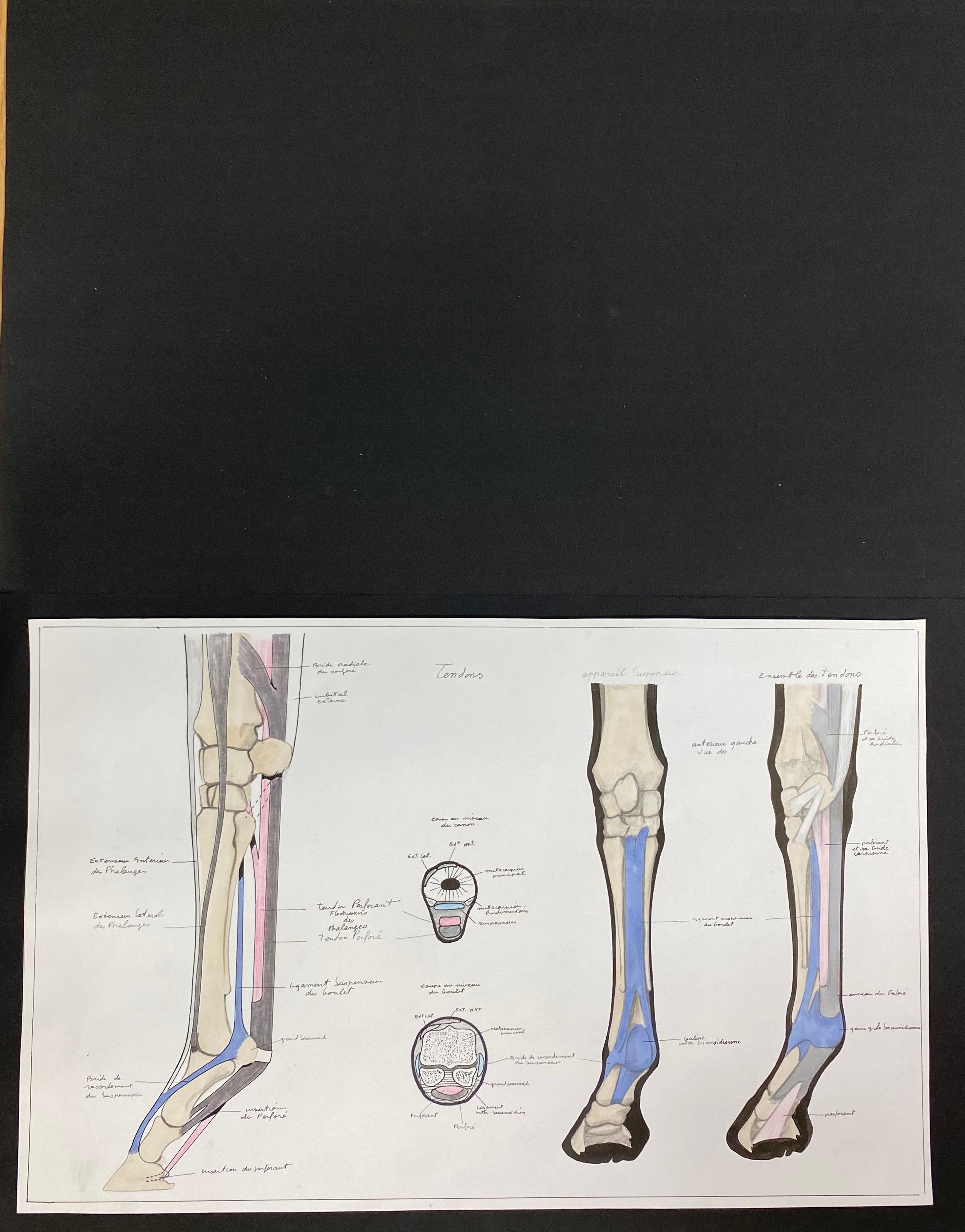 Anatomy Drawing of a Horse - Original French Artwork Equestrian Anatomy Study - Painting by Robert Ladou