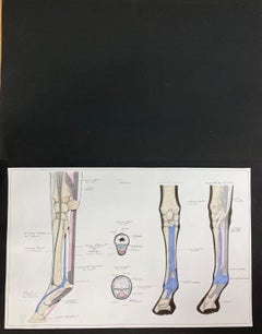 Anatomy Drawing of a Horse - Original French Artwork Equestrian Anatomy Study