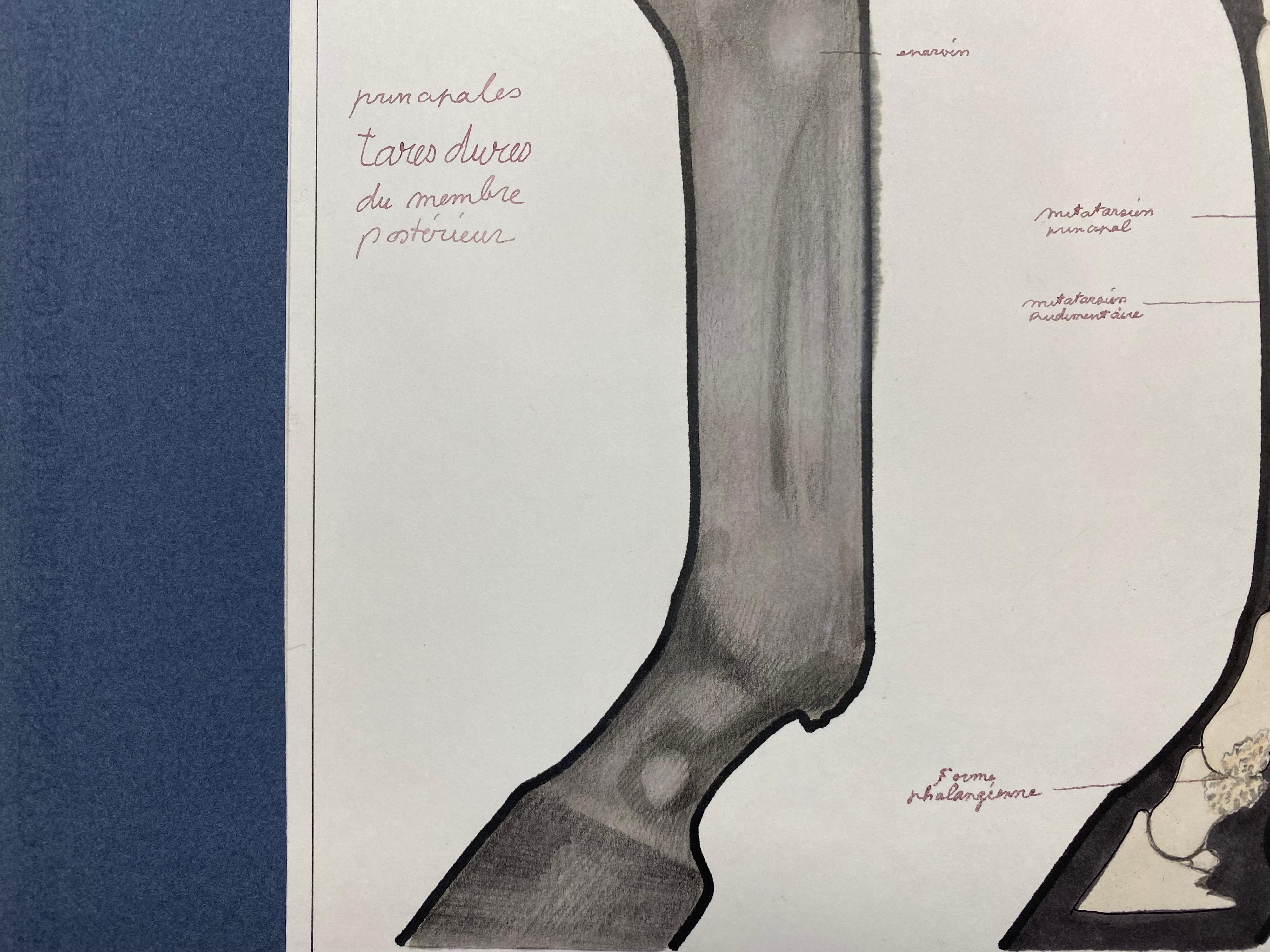 Le dessin d'anatomie d'un cheval - étude originale d'art français d'anatomie équestre - Académique Art par Robert Ladou