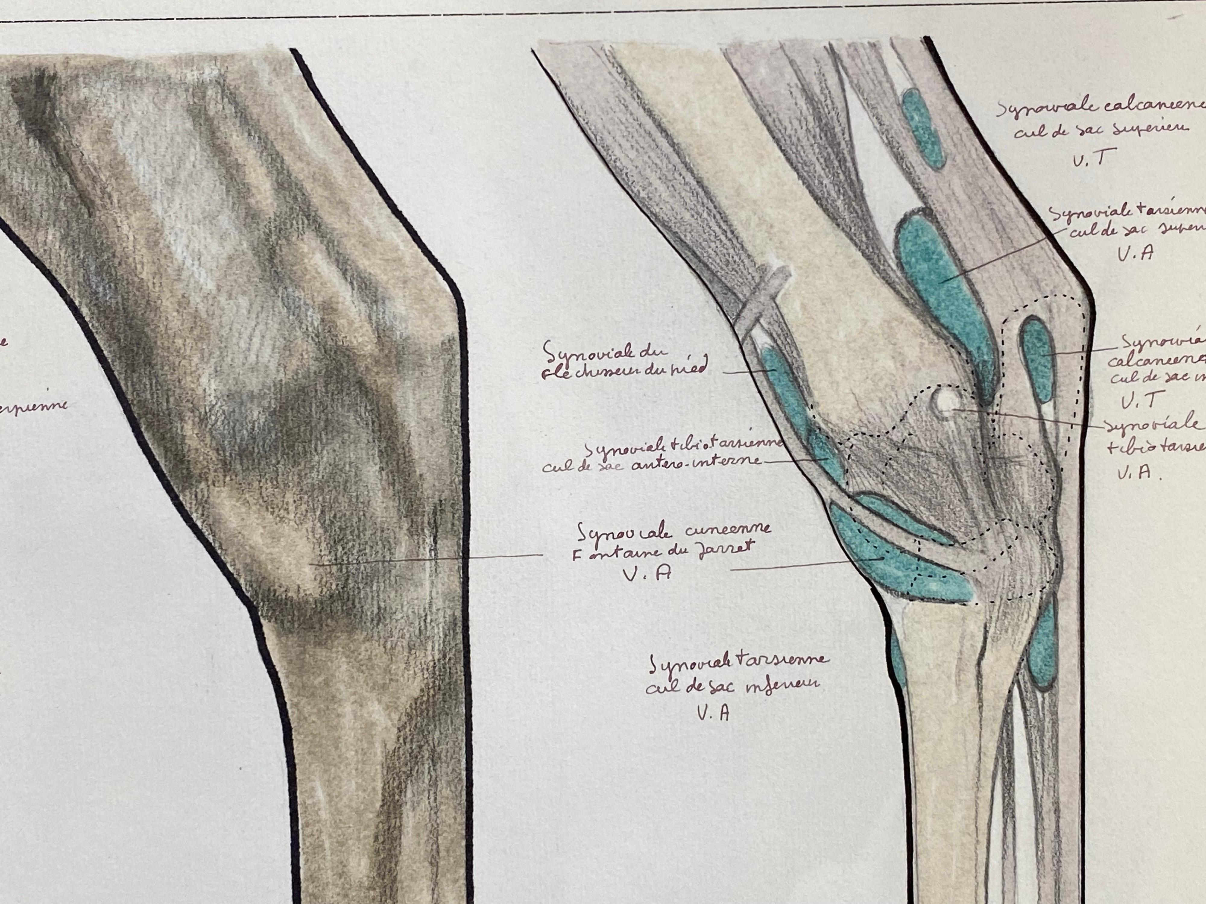 horse back leg anatomy