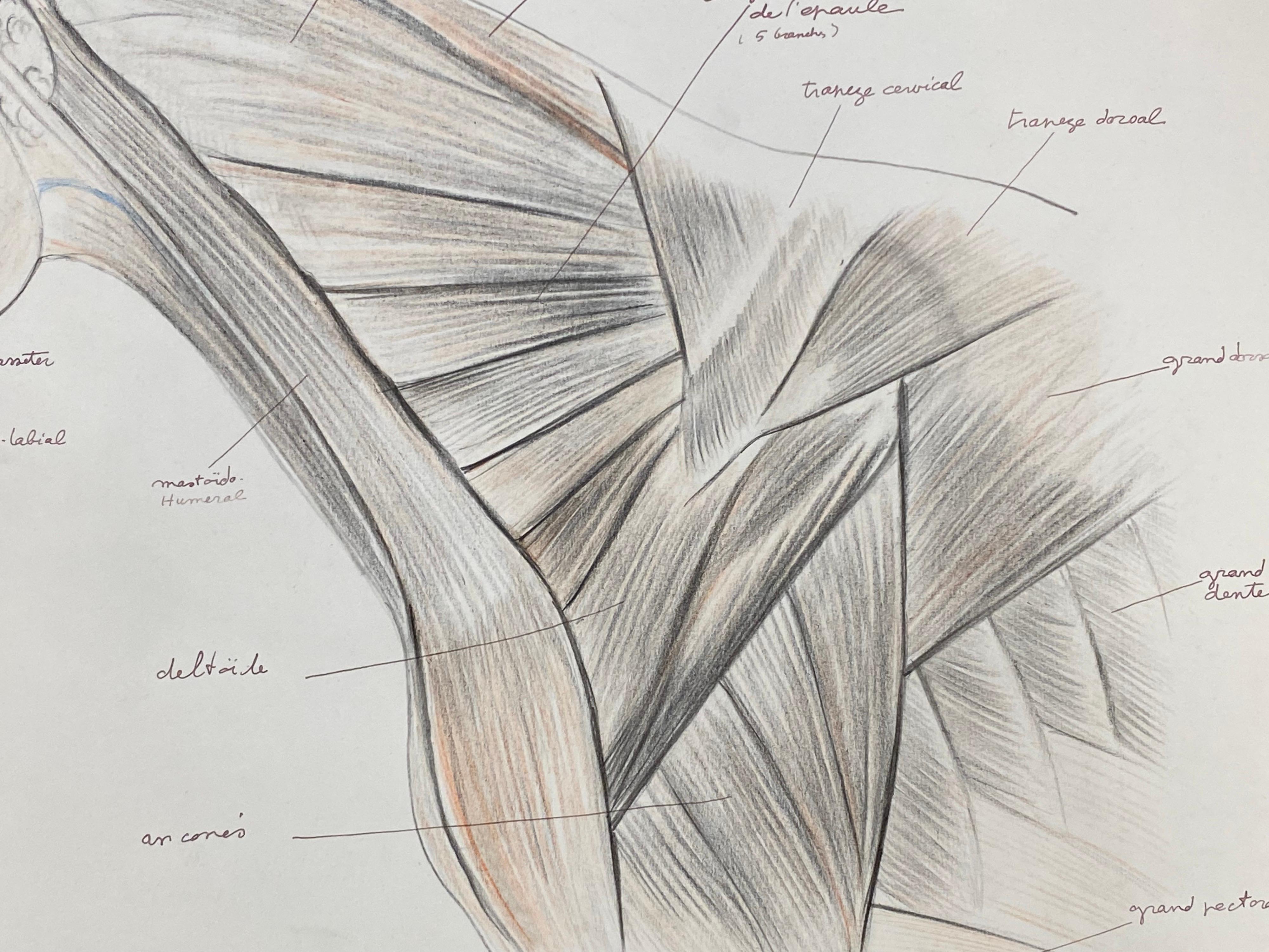 Disegno di anatomia di un cavallo - Opera d'arte originale francese Studio di anatomia equestre - Art Accademia di Robert Ladou