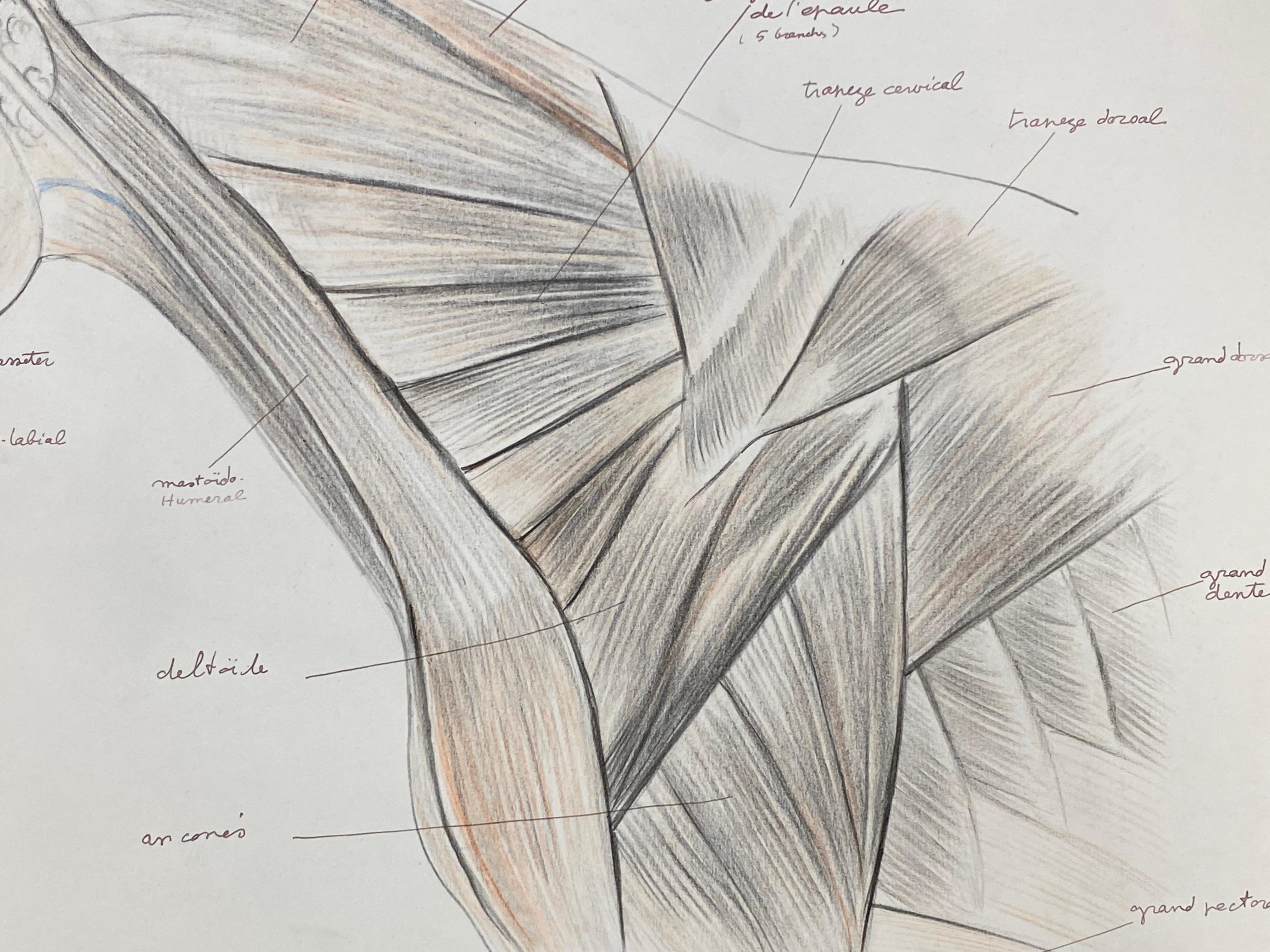 horse head anatomy drawing