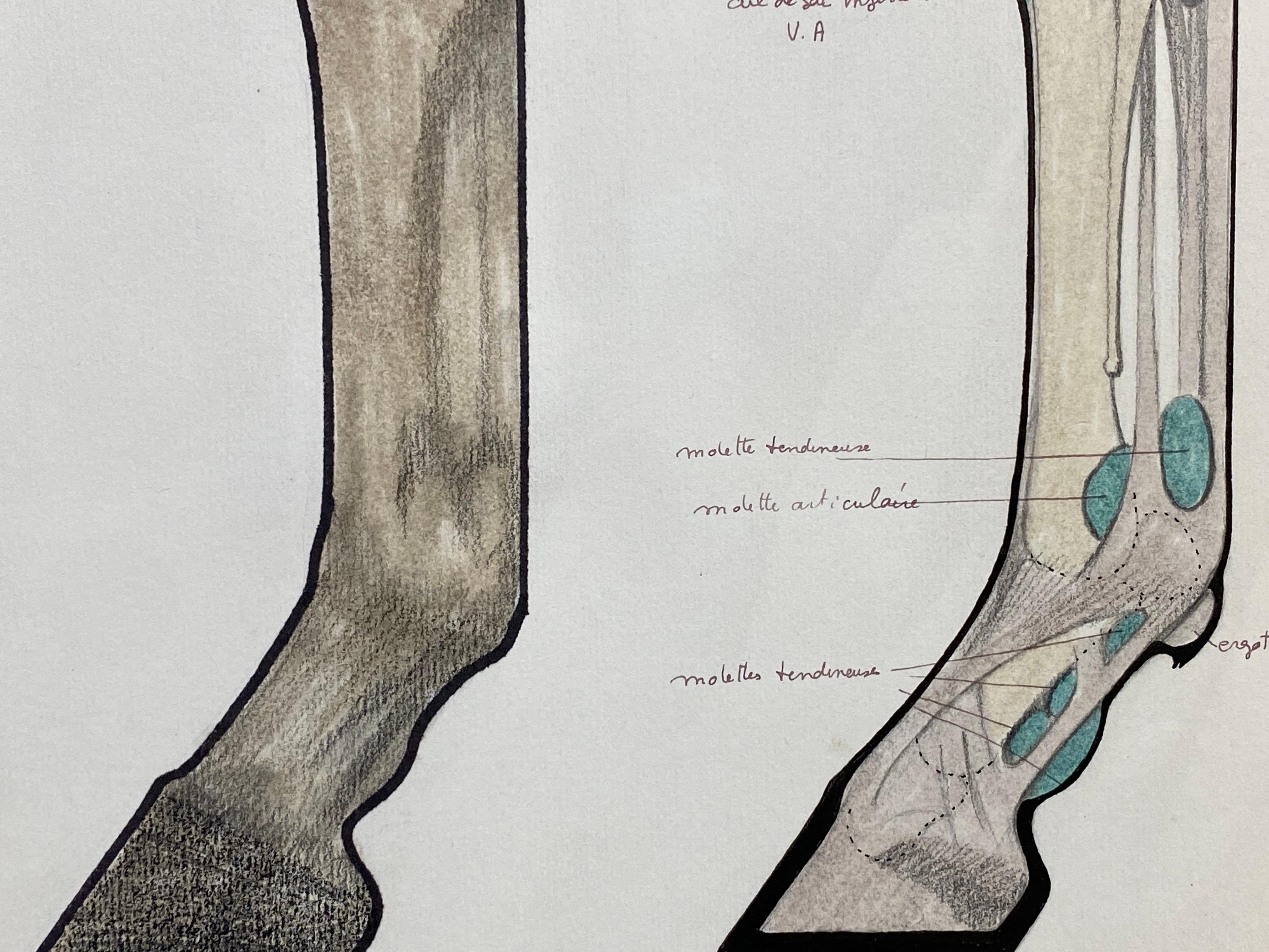  Anatomie der Zeichnung eines Pferdes – Original französisches Kunstwerk, Pferde Anatomiestudie (Grau), Animal Art, von Robert Ladou