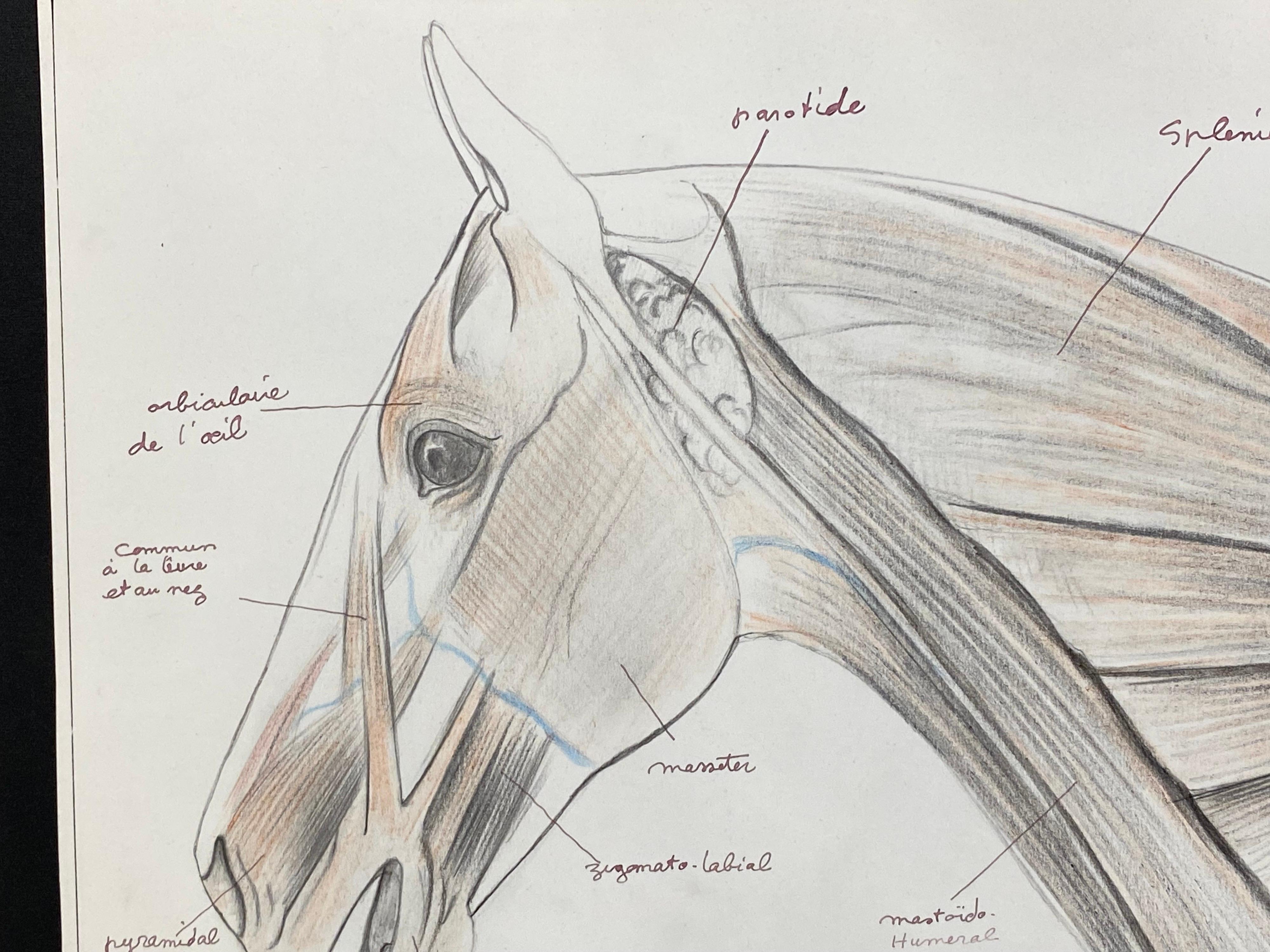 Disegno di anatomia di un cavallo - Opera d'arte originale francese Studio di anatomia equestre - Animal Art Grigio di Robert Ladou