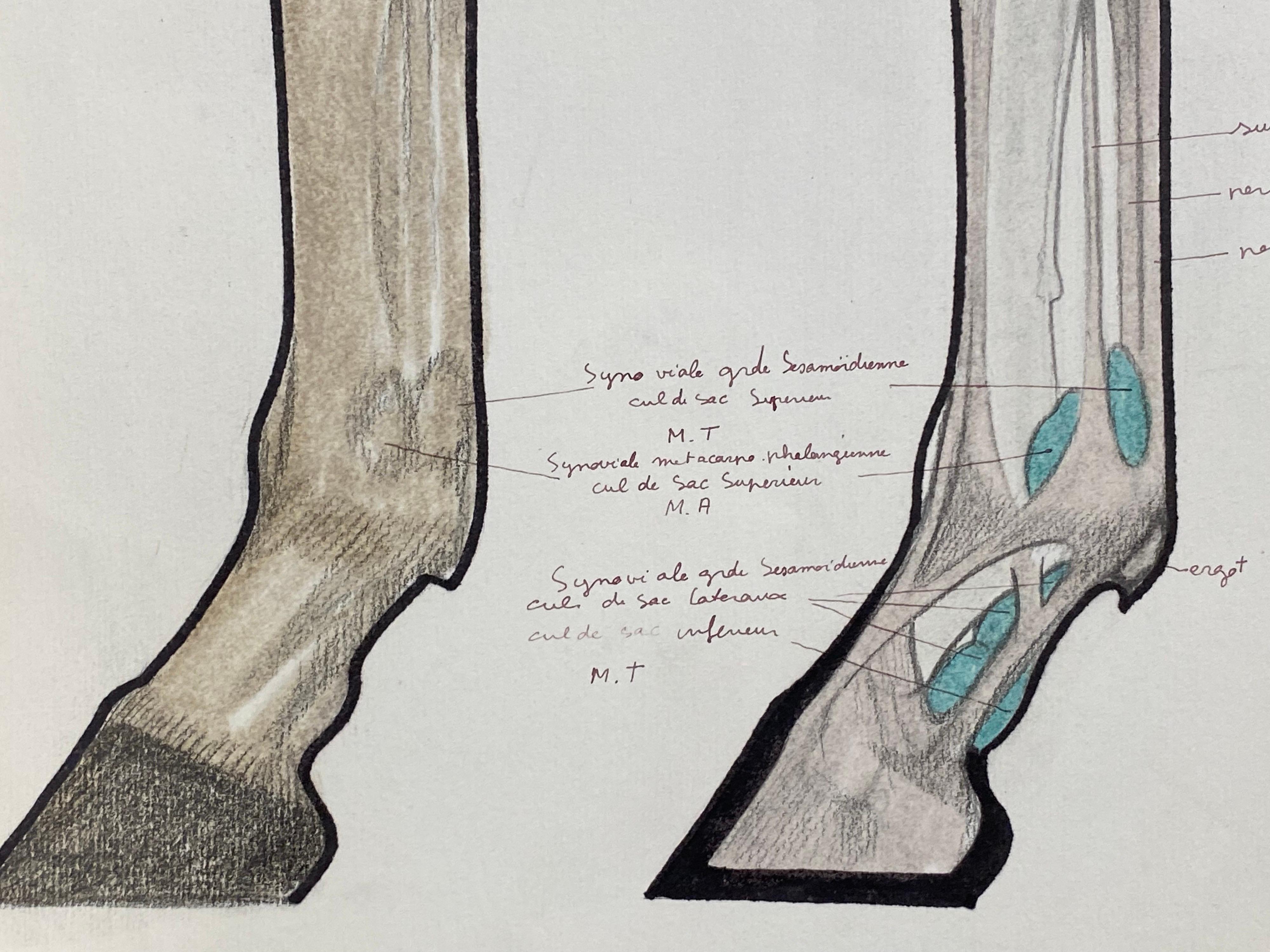 L'anatomie d'un cheval
par Robert Ladou (français 1929-2014)
dessin original collé sur carte dans une chemise bleue/ papier épais, non encadré
dessin : 12 x 19 pouces
taille globale : 19,75 x 12,75 pouces
état : très bon
provenance : de la
