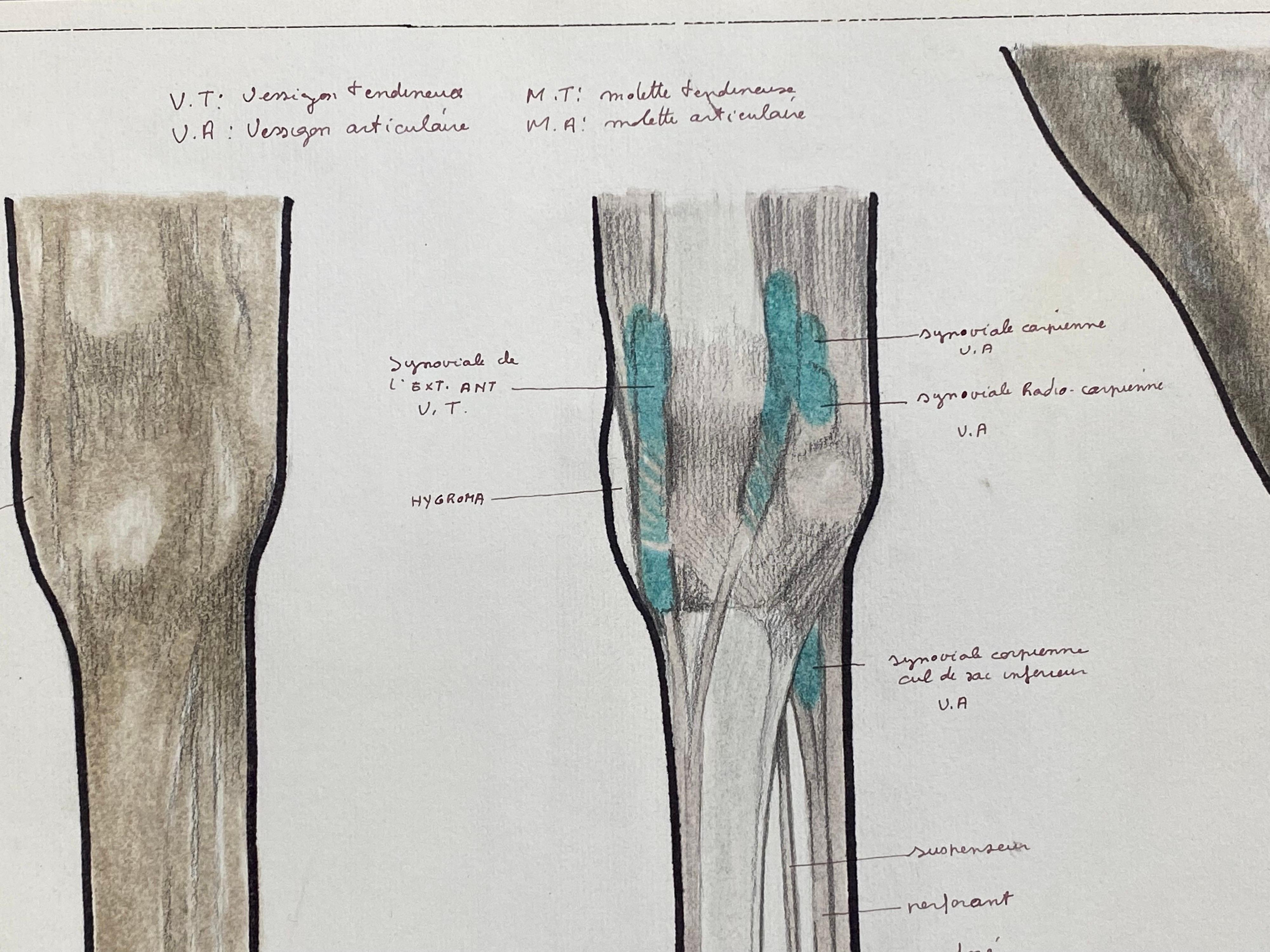  Anatomie der Zeichnung eines Pferdes – Original französisches Kunstwerk, Pferde Anatomiestudie im Angebot 1