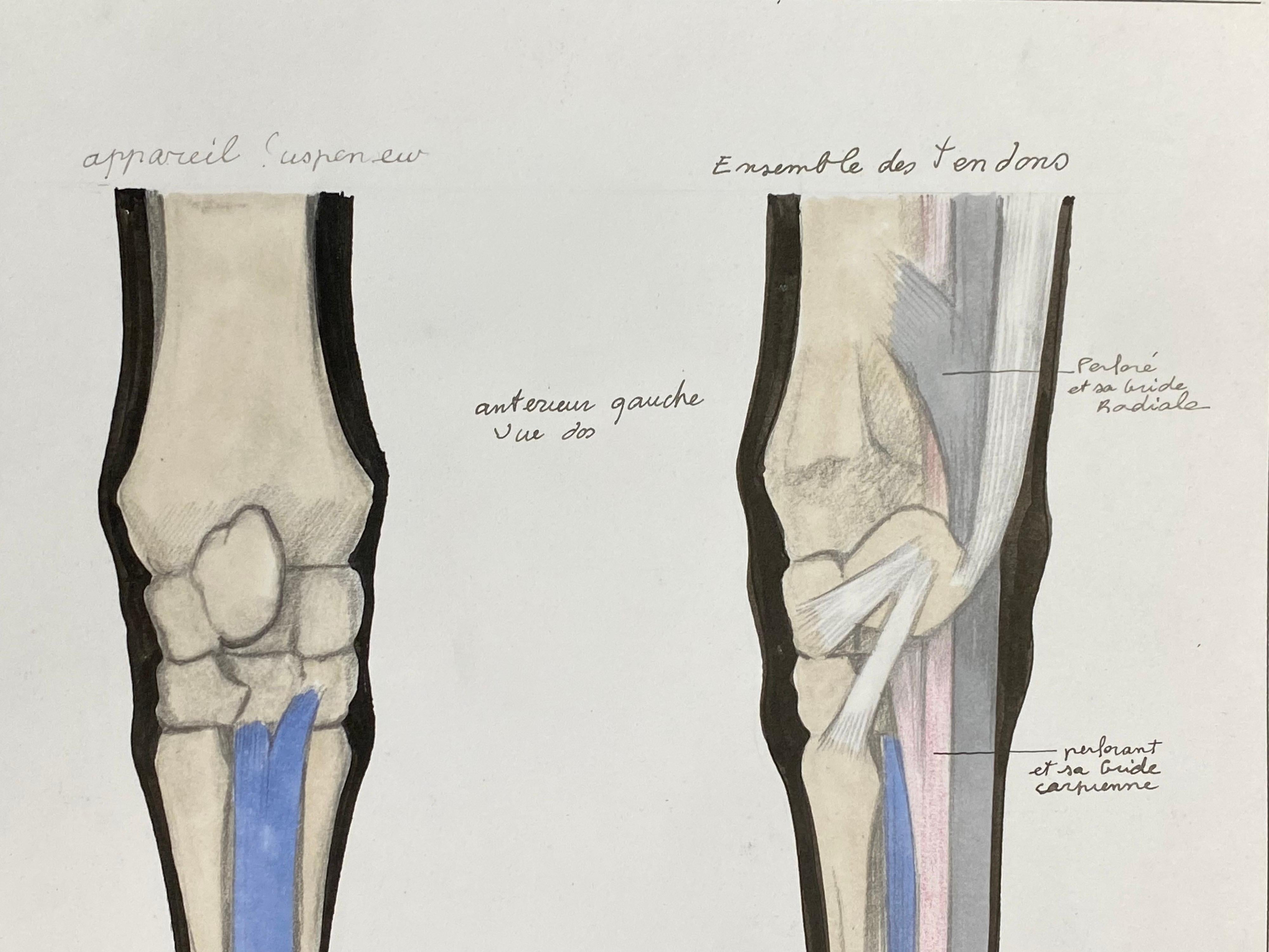 Disegno di anatomia di un cavallo - Opera d'arte originale francese Studio di anatomia equestre in vendita 2