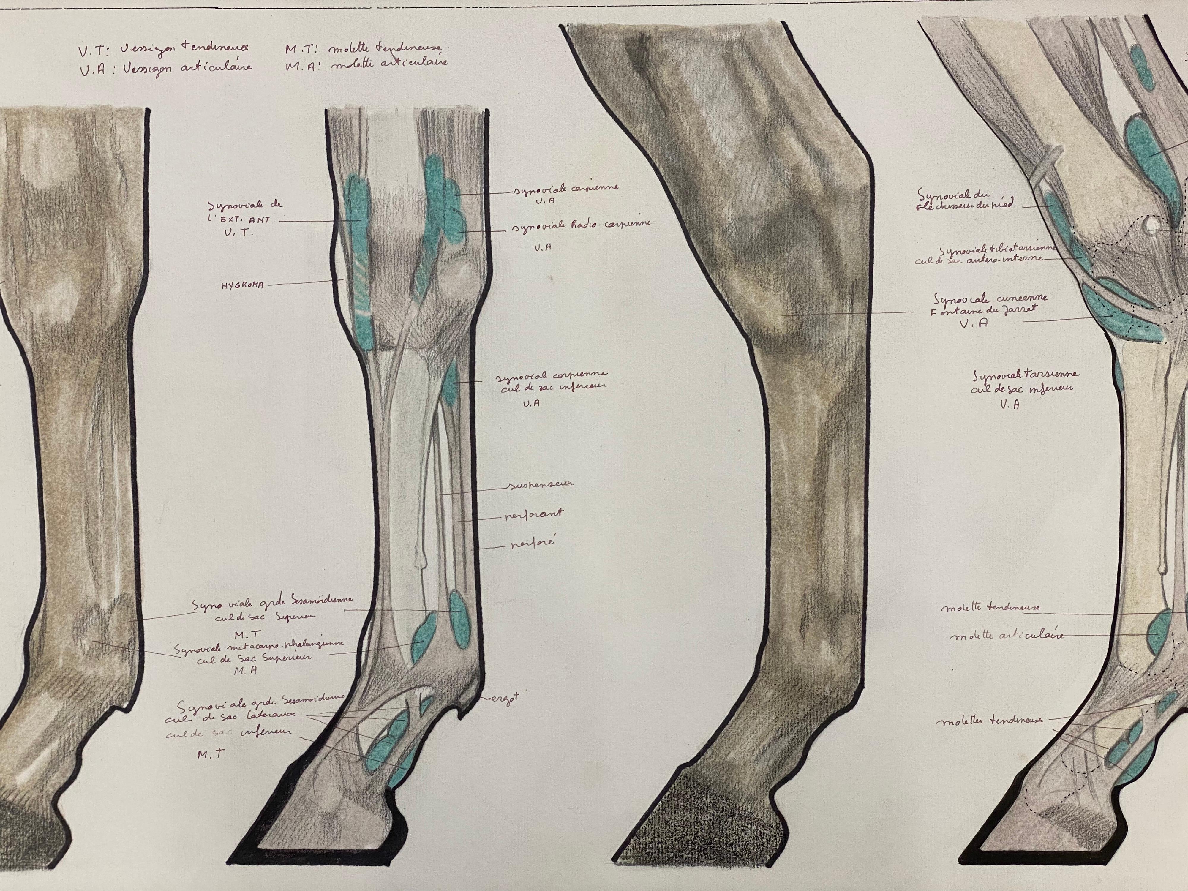 Anatomy Drawing of a Horse - Original French Artwork Equestrian Anatomy Study