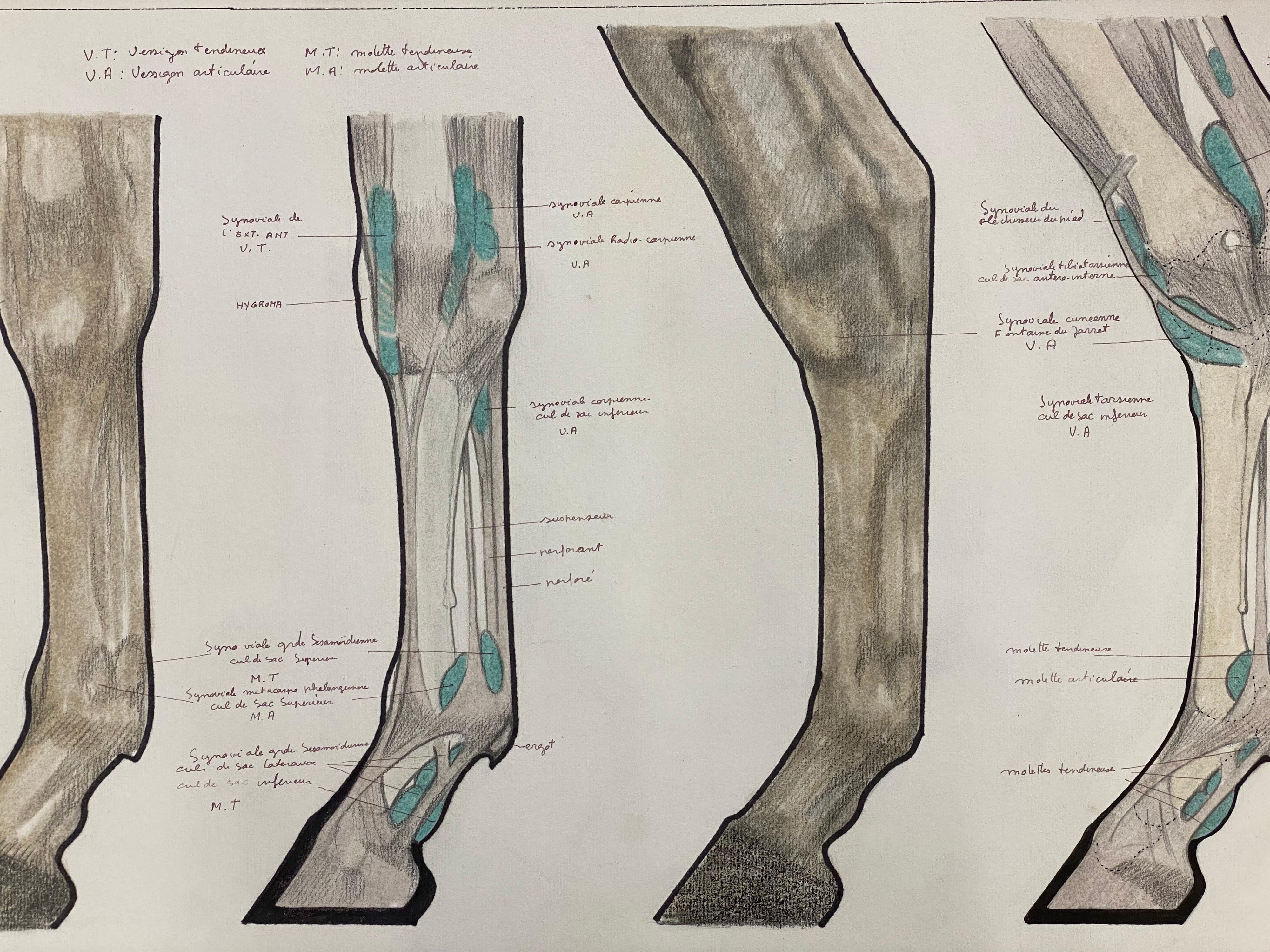 Robert Ladou Animal Art –  Anatomie der Zeichnung eines Pferdes – Original französisches Kunstwerk, Pferde Anatomiestudie