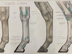 Vintage  Anatomy Drawing of a Horse - Original French Artwork Equestrian Anatomy Study