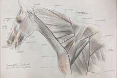 Vintage Anatomy Drawing of a Horse - Original French Artwork Equestrian Anatomy Study