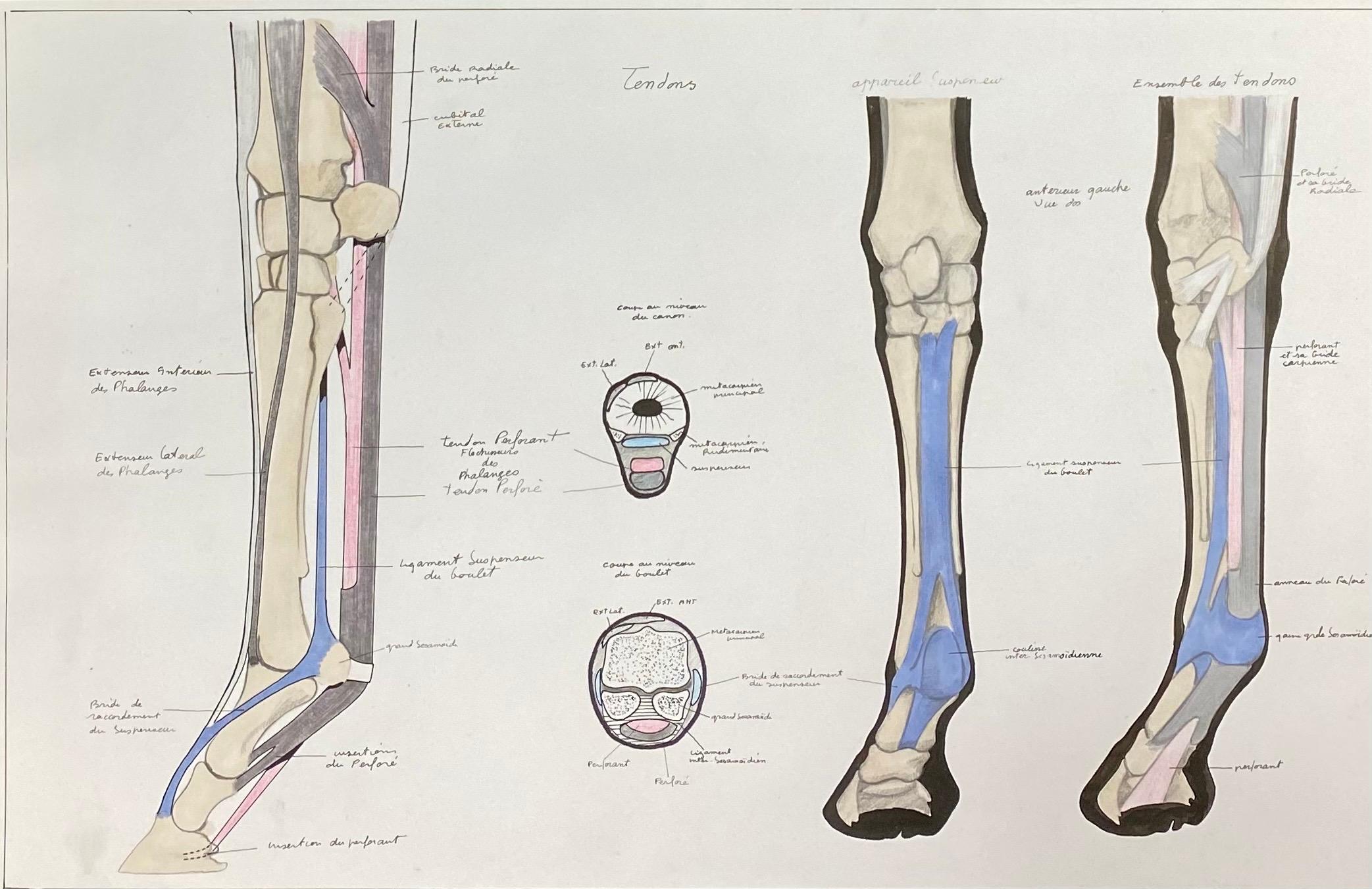 Anatomiezeichnung eines Pferdes – Original französisches Kunstwerk, Reiteranatomiestudie