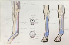 Vintage Anatomy Drawing of a Horse - Original French Artwork Equestrian Anatomy Study