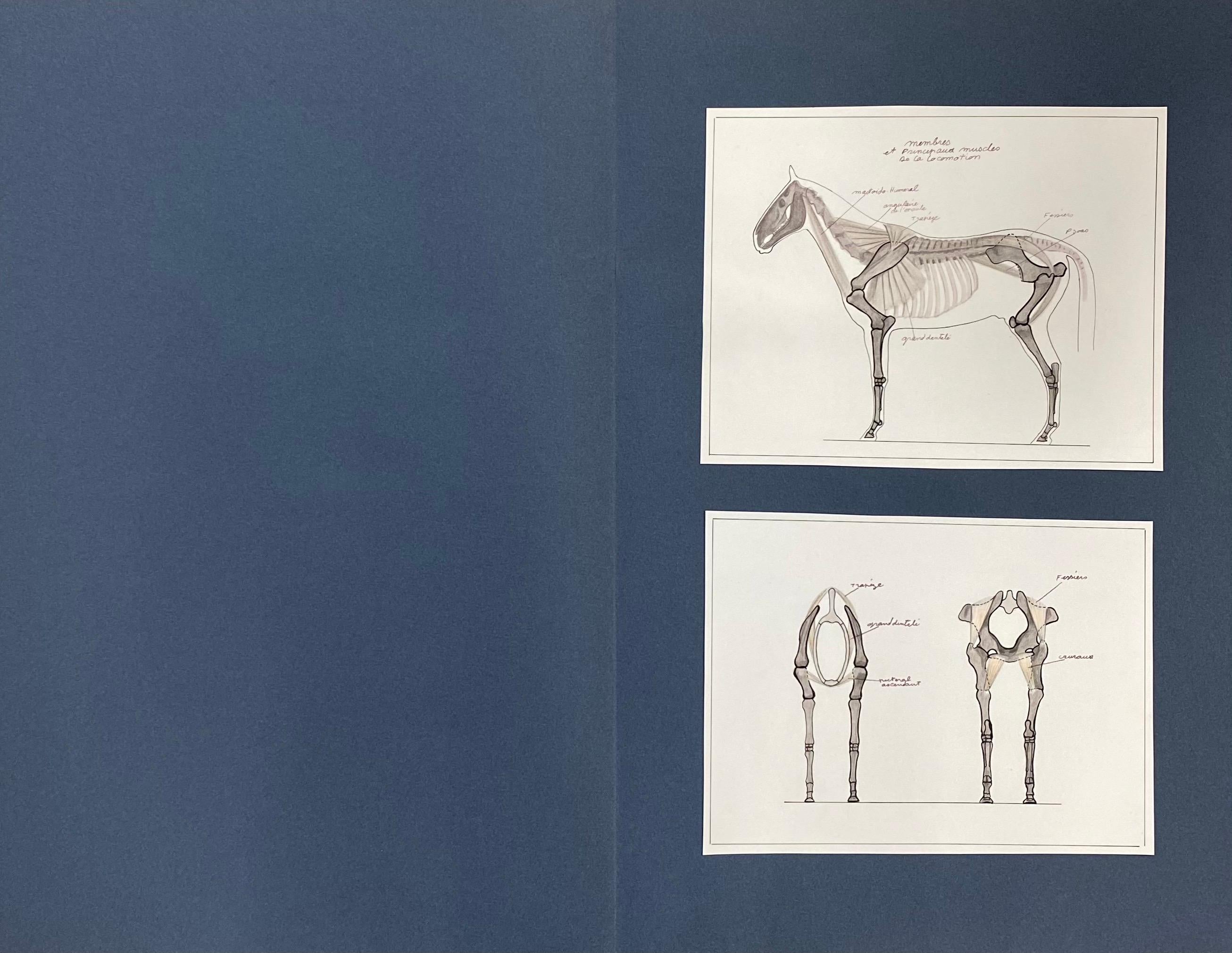 Des dessins d'un cheval - étude d'anatomie équestre française d'origine - Art de Robert Ladou