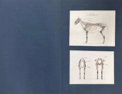 Anatomy Drawings of a Horse - Original French Artwork Equestrian Anatomy Study