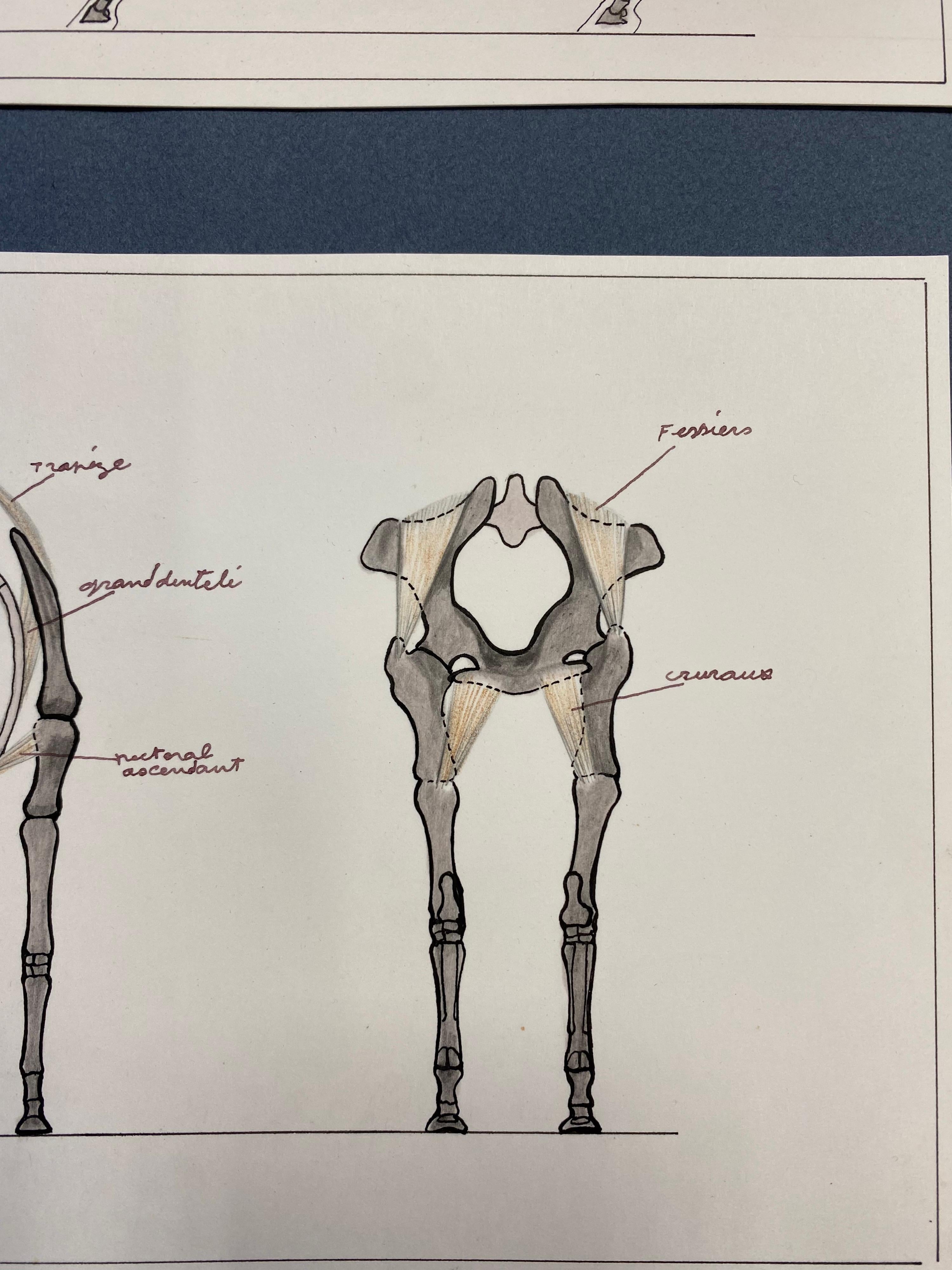 horse anatomy draw