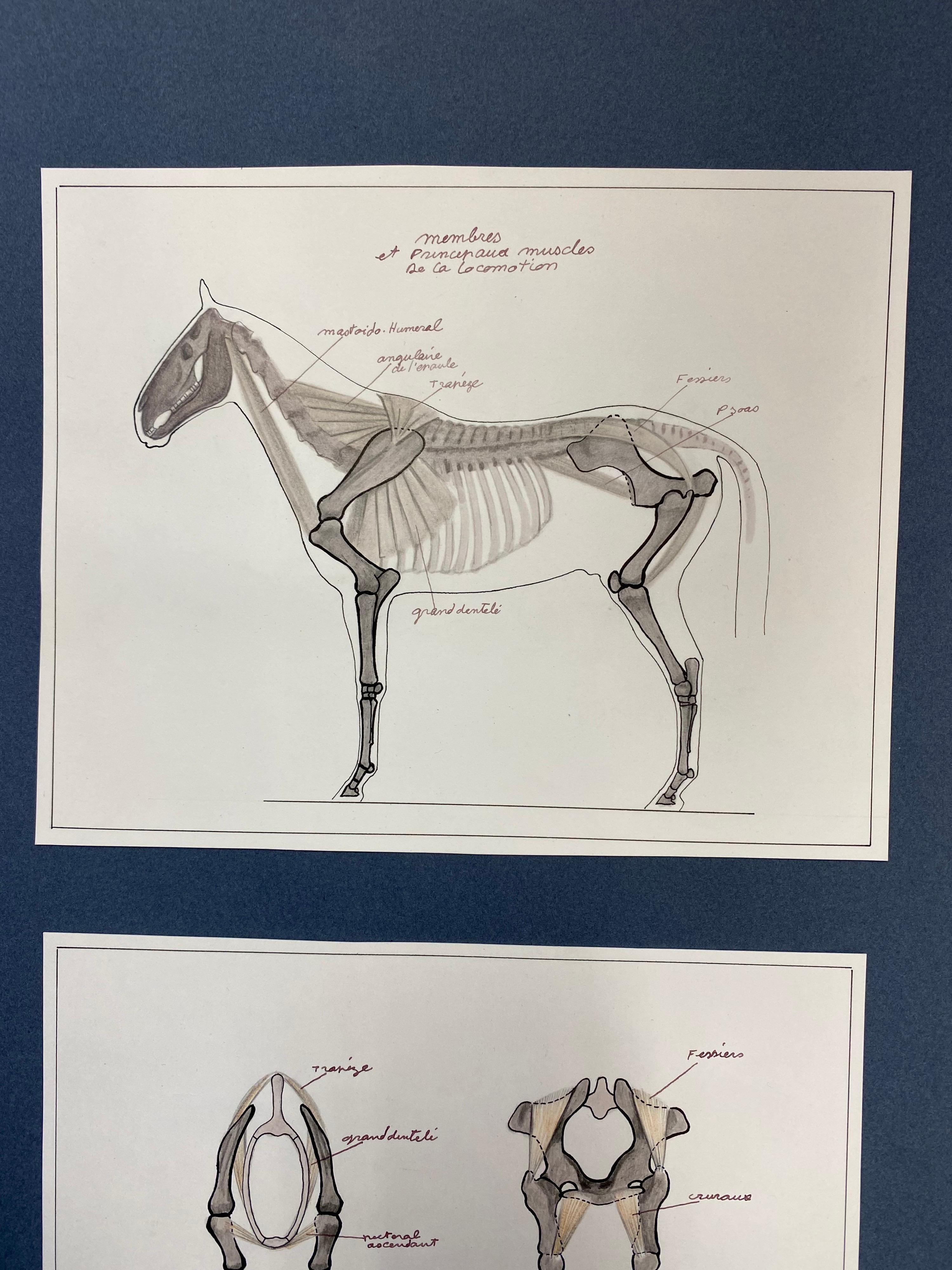 The Anatomy of a Horse
by Robert Ladou (French 1929-2014)
original drawing stuck on card in blue folder/ thick paper, unframed
top drawing: 7.25 x 9.25 inches
bottom drawing: 7 x 8.75 inches
overall size: 19.75 x 12.75
condition: very