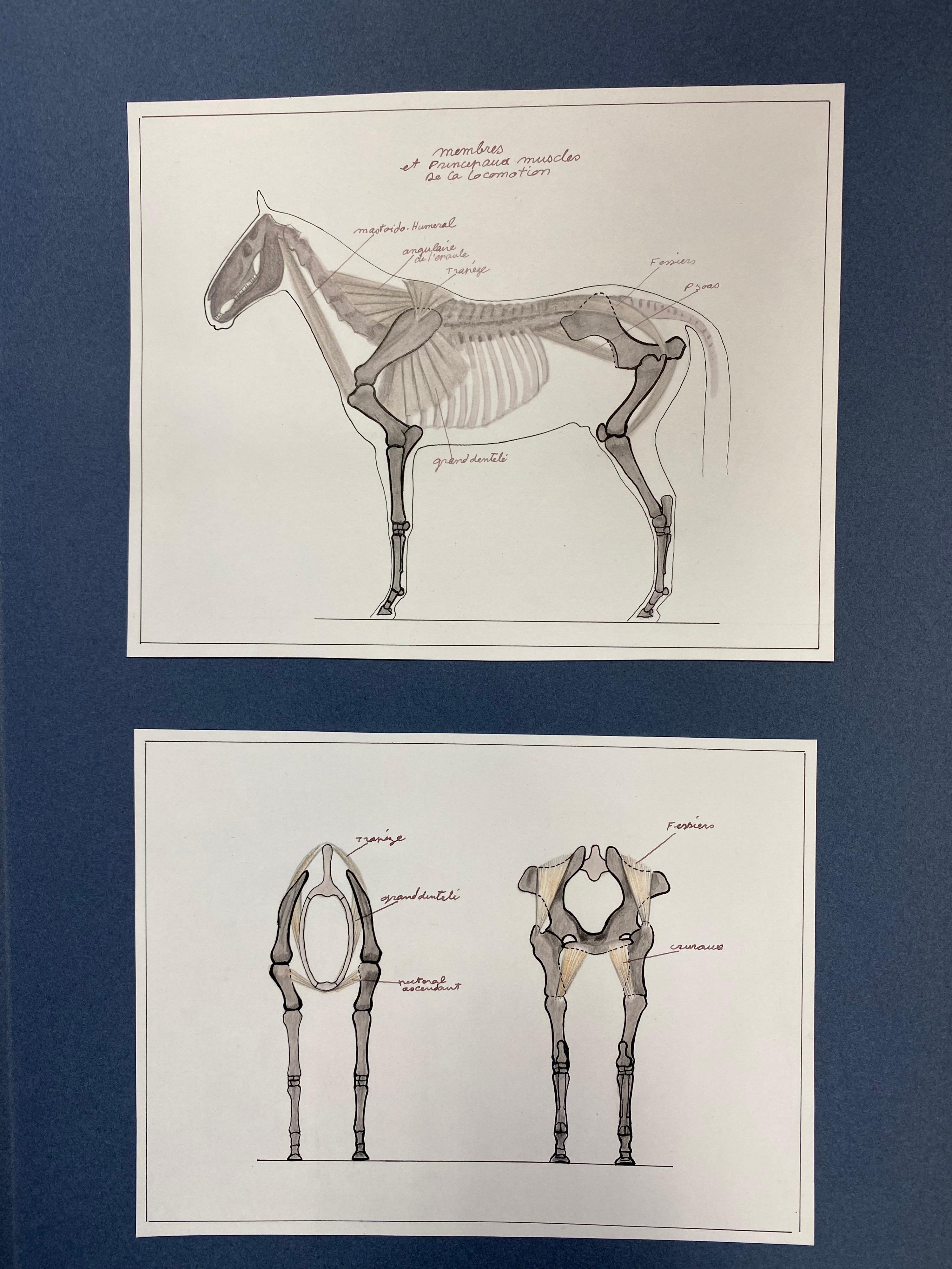 Anatomiezeichnungen eines Pferdes – Original französisches Kunstwerk, Reiteranatomiestudie