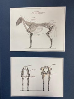 Anatomy Drawings of a Horse - Original French Artwork Equestrian Anatomy Study