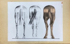 Anatomy of a Horse, Original French Artwork Equestrian Anatomy Study