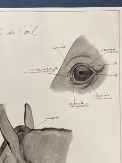 Anatomie d'un cheval - Étude originale d'art français d'anatomie équestre