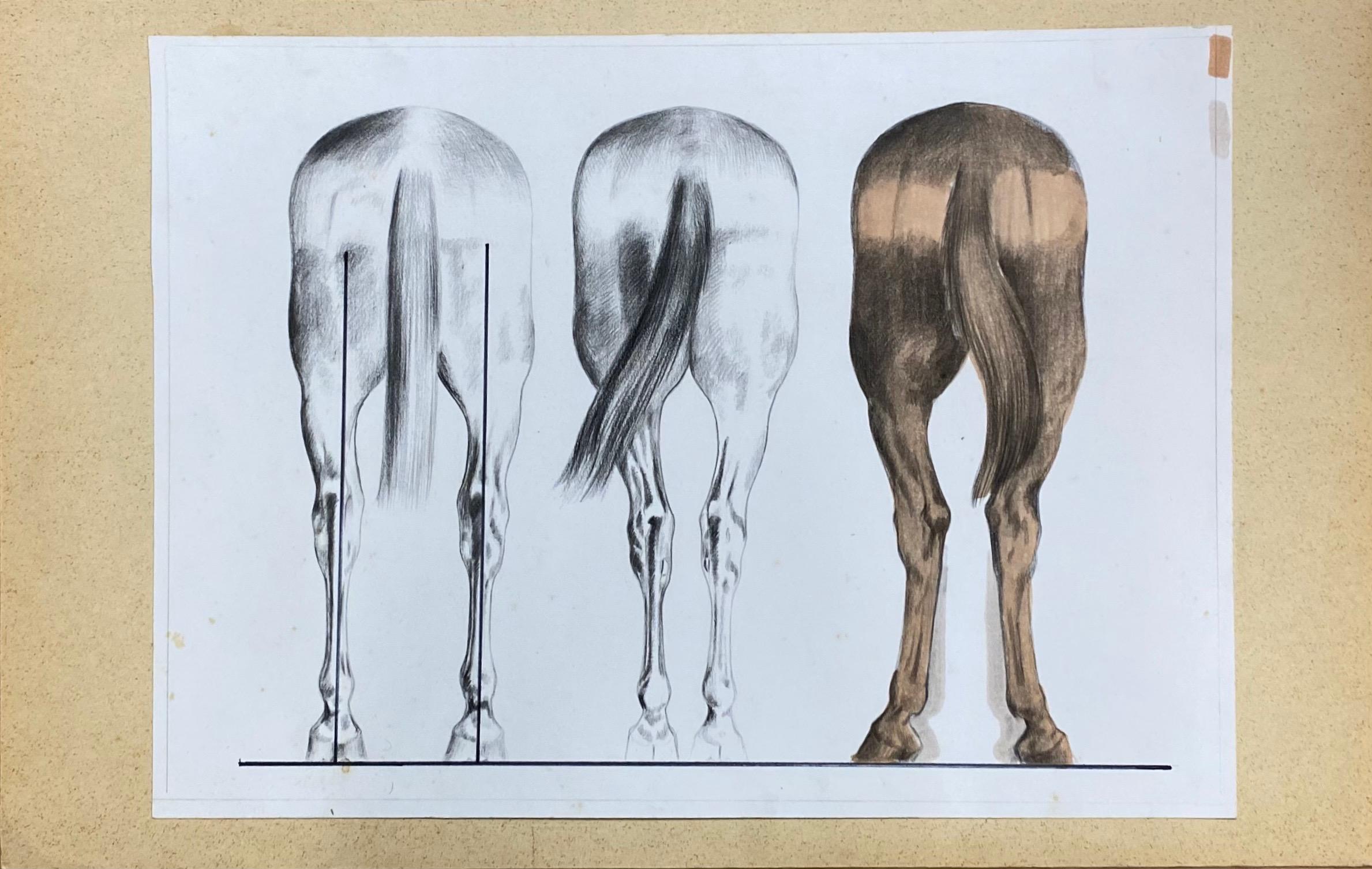 Anatomie eines Pferdes – Original französisches Kunstwerk, Pferde Anatomiestudie – Painting von Robert Ladou