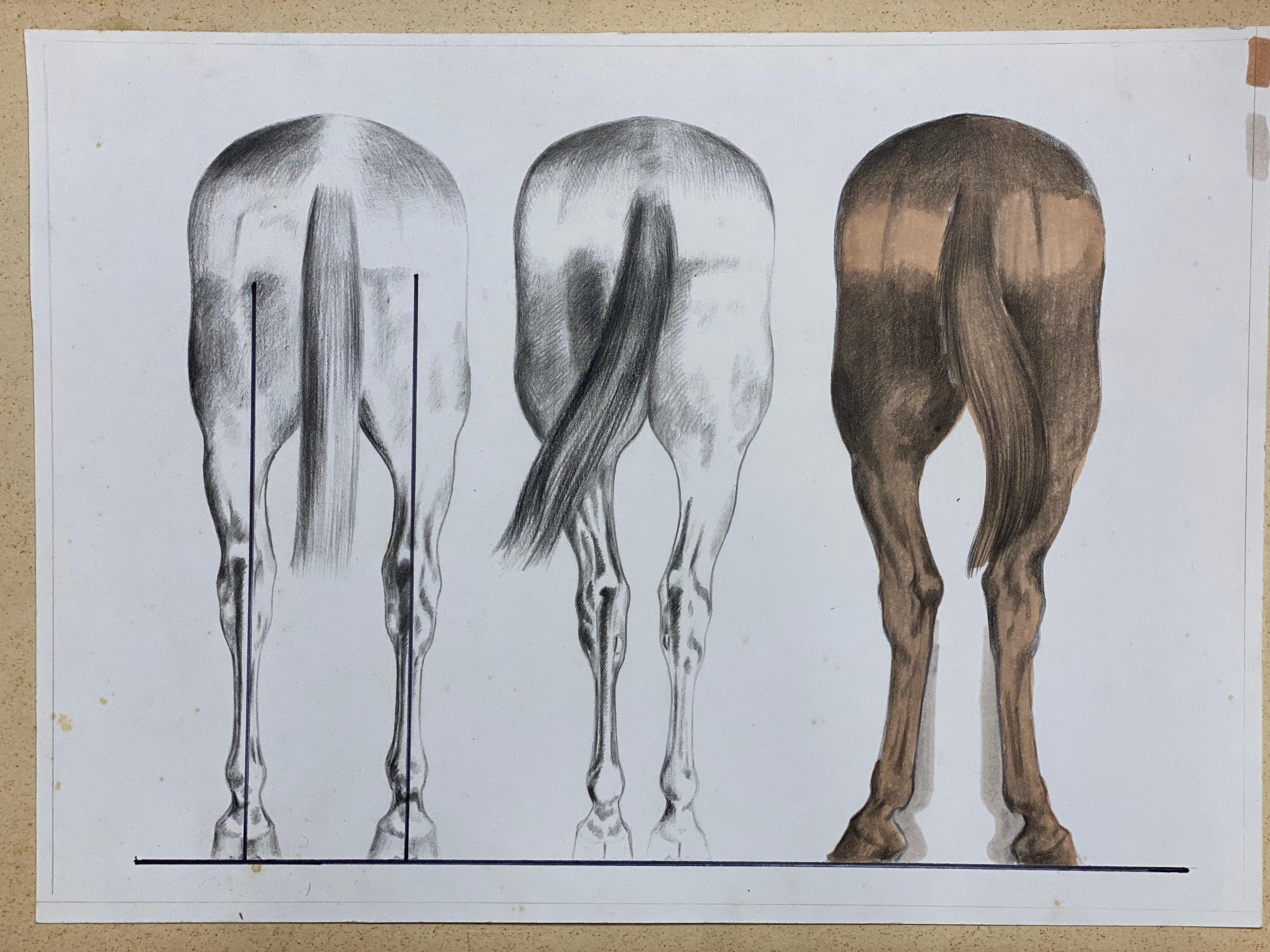 Anatomy of a Horse, Original French Artwork Equestrian Anatomy Study - Gray Animal Painting by Robert Ladou