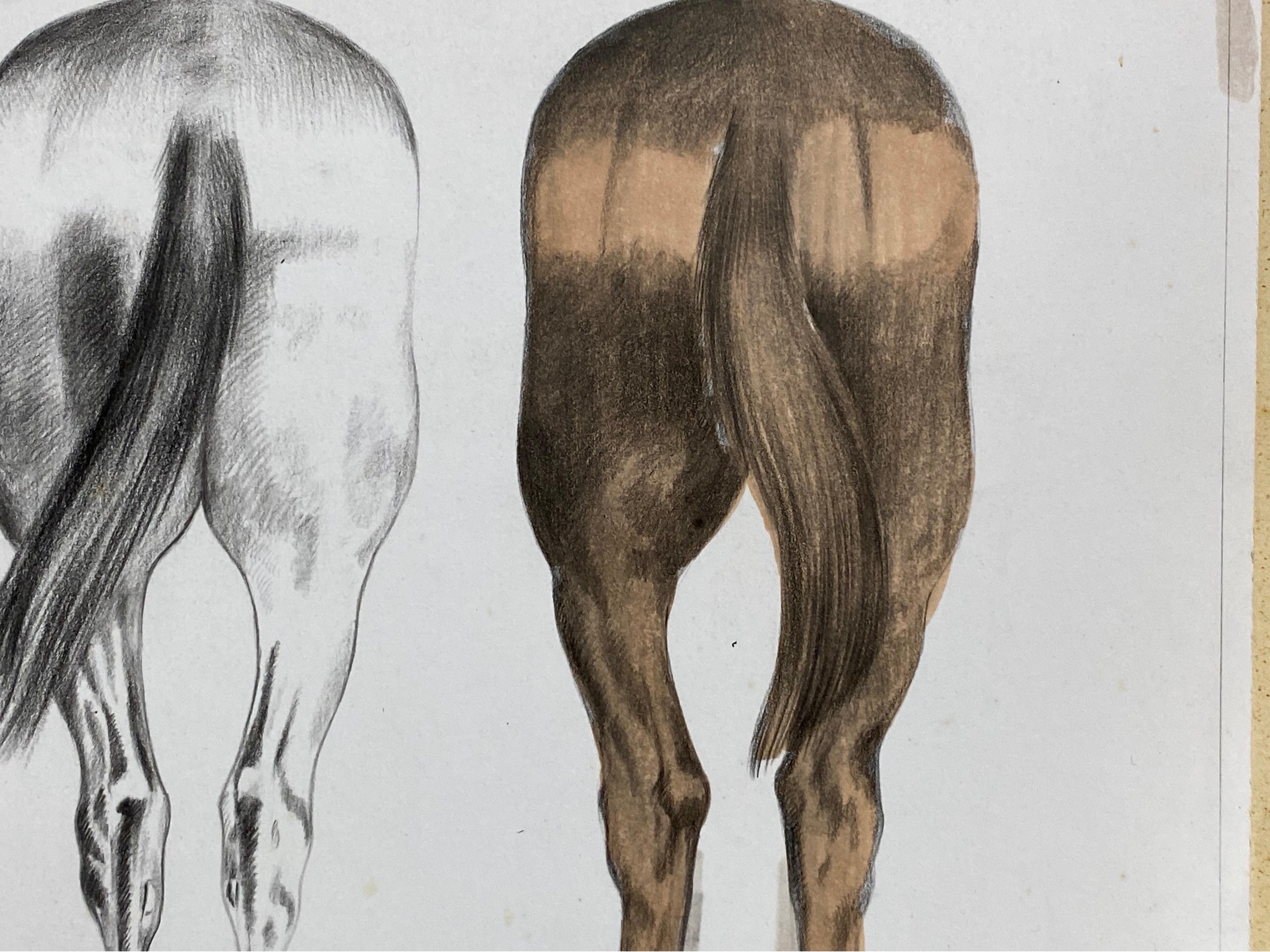 Anatomie eines Pferdes – Original französisches Kunstwerk, Pferde Anatomiestudie (Grau), Animal Painting, von Robert Ladou
