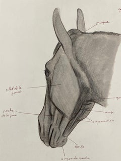 Vintage Anatomy of a Horse - Original French Artwork Equestrian Anatomy Study