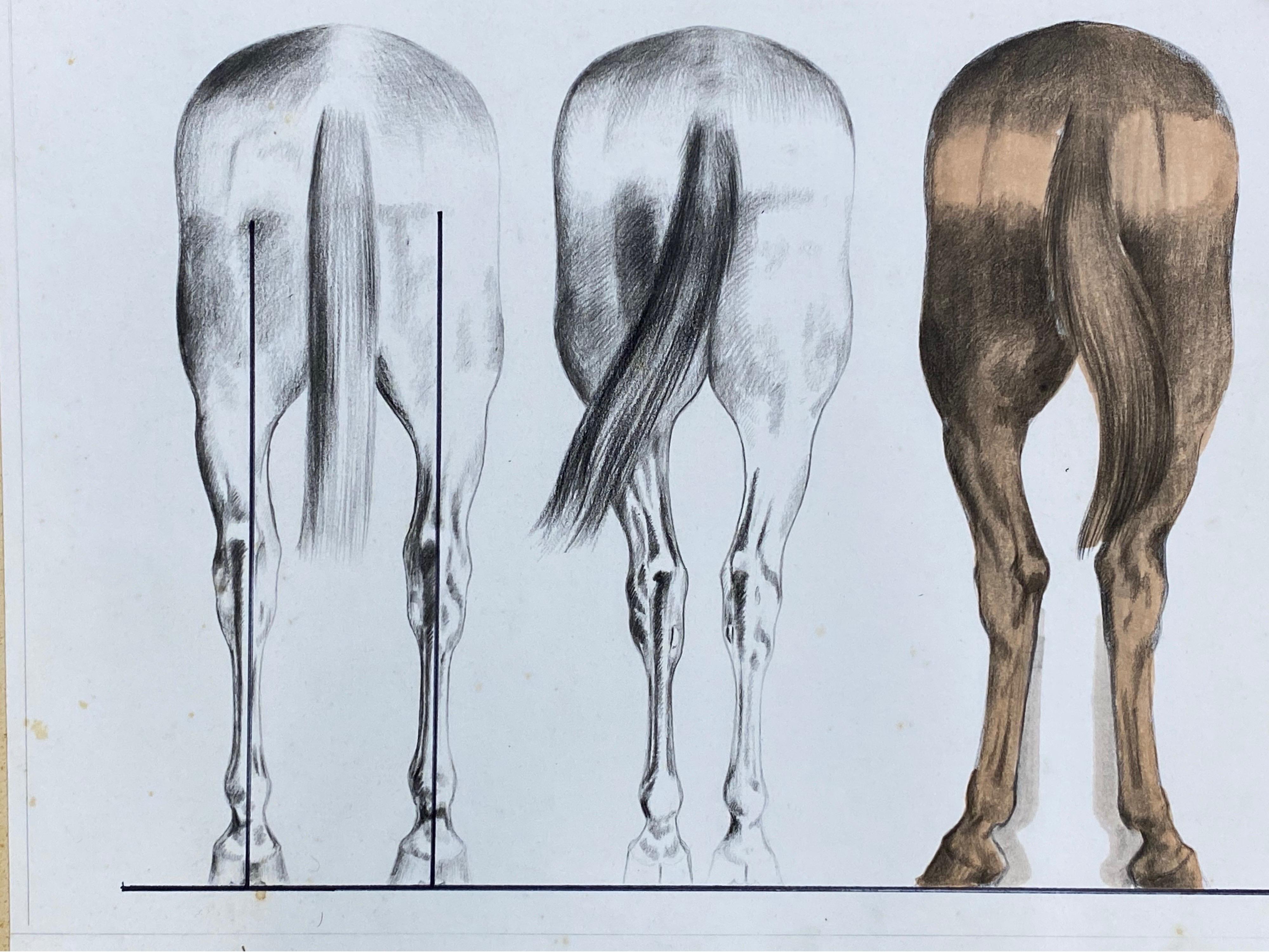 Anatomie d'un cheval - Étude originale d'art français d'anatomie équestre