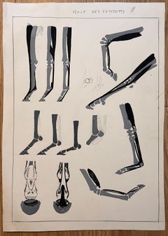 Estudio anatómico equino original francés sobre la función de los tendones