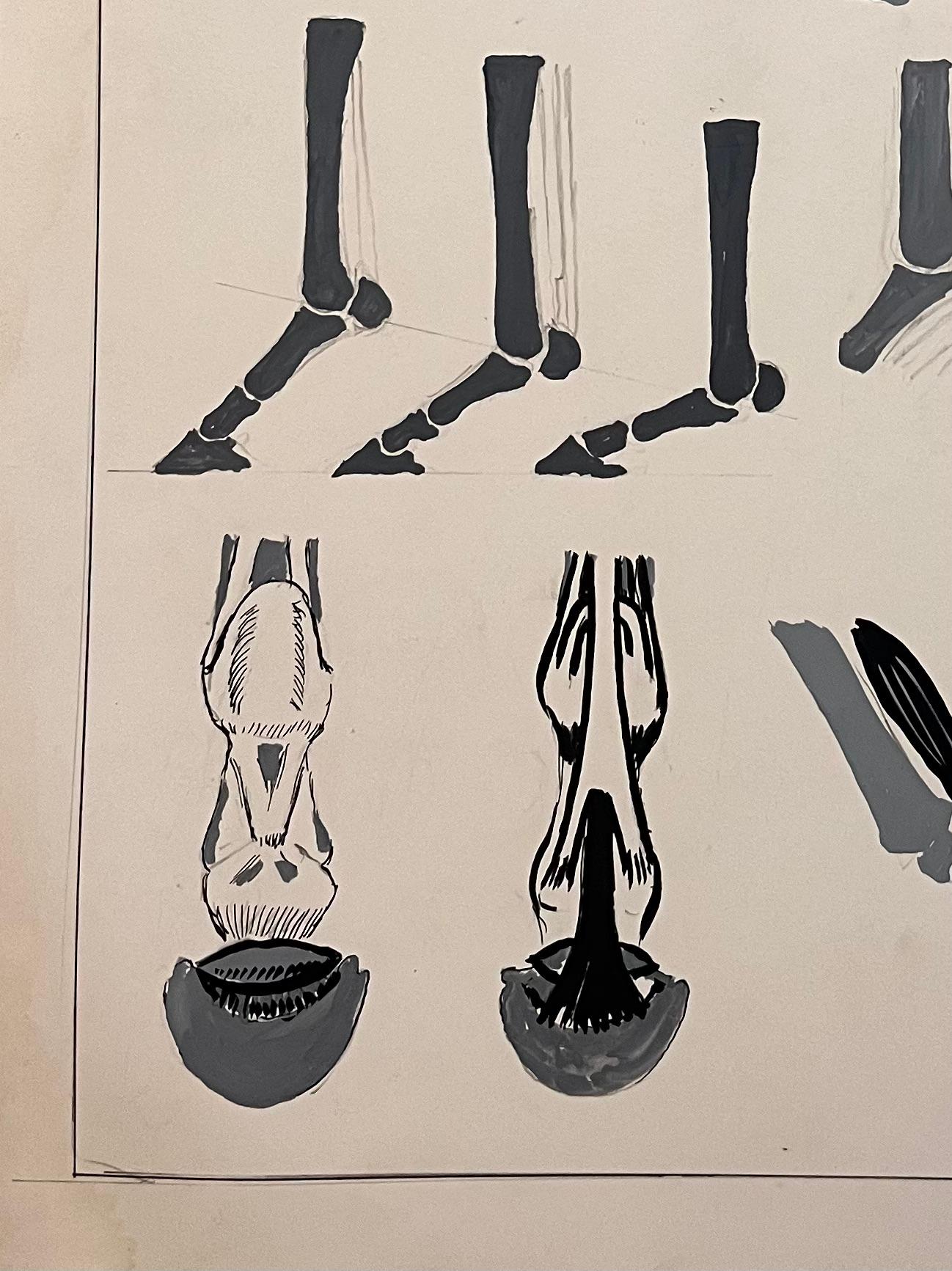 Studio anatomico equino originale francese sul ruolo dei tendini in vendita 1
